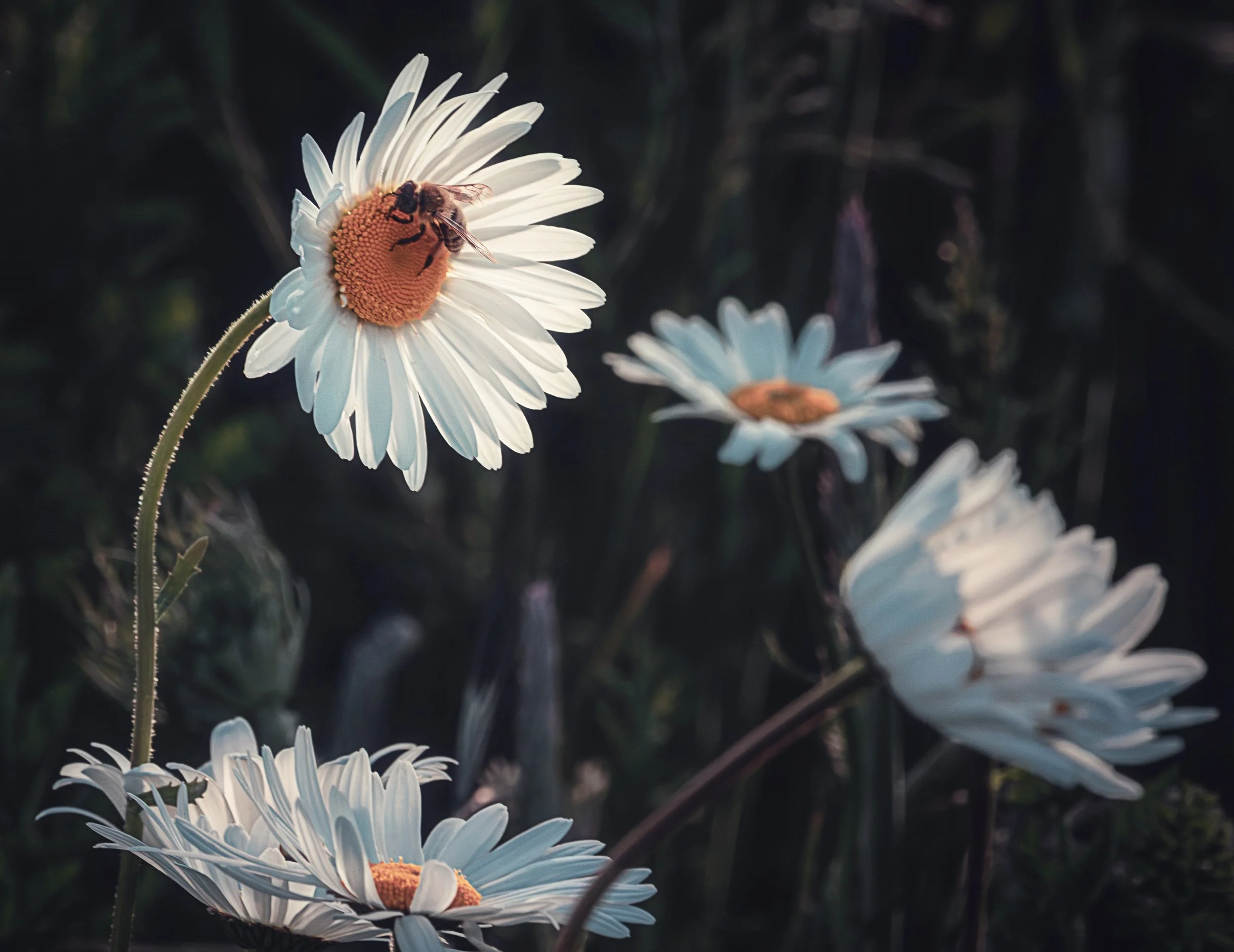 "Ox Eye Daisies" #2