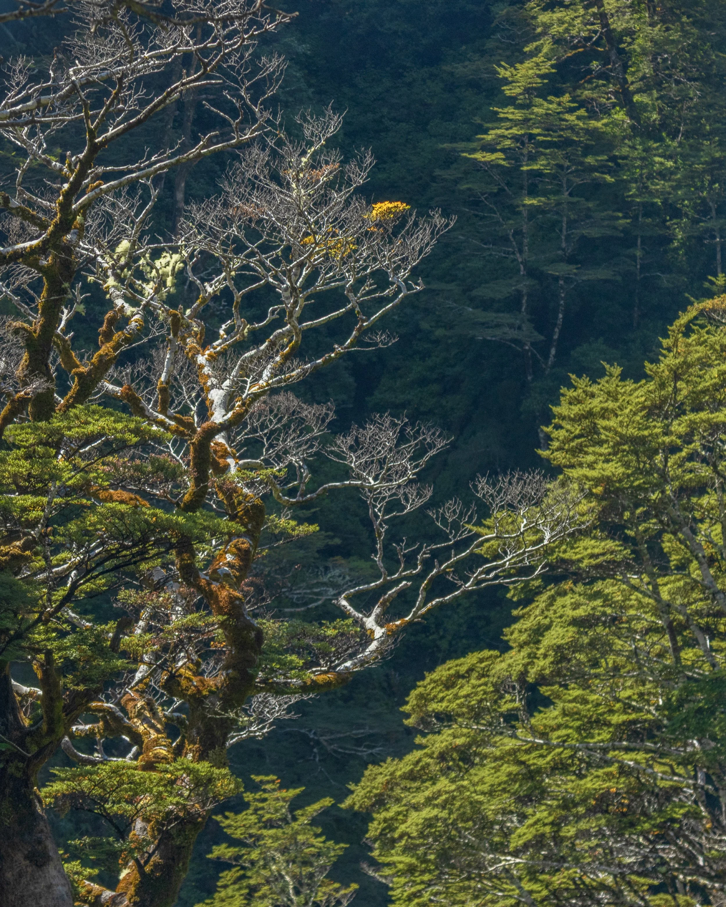 "Arthur's Pass #3 - NZ"