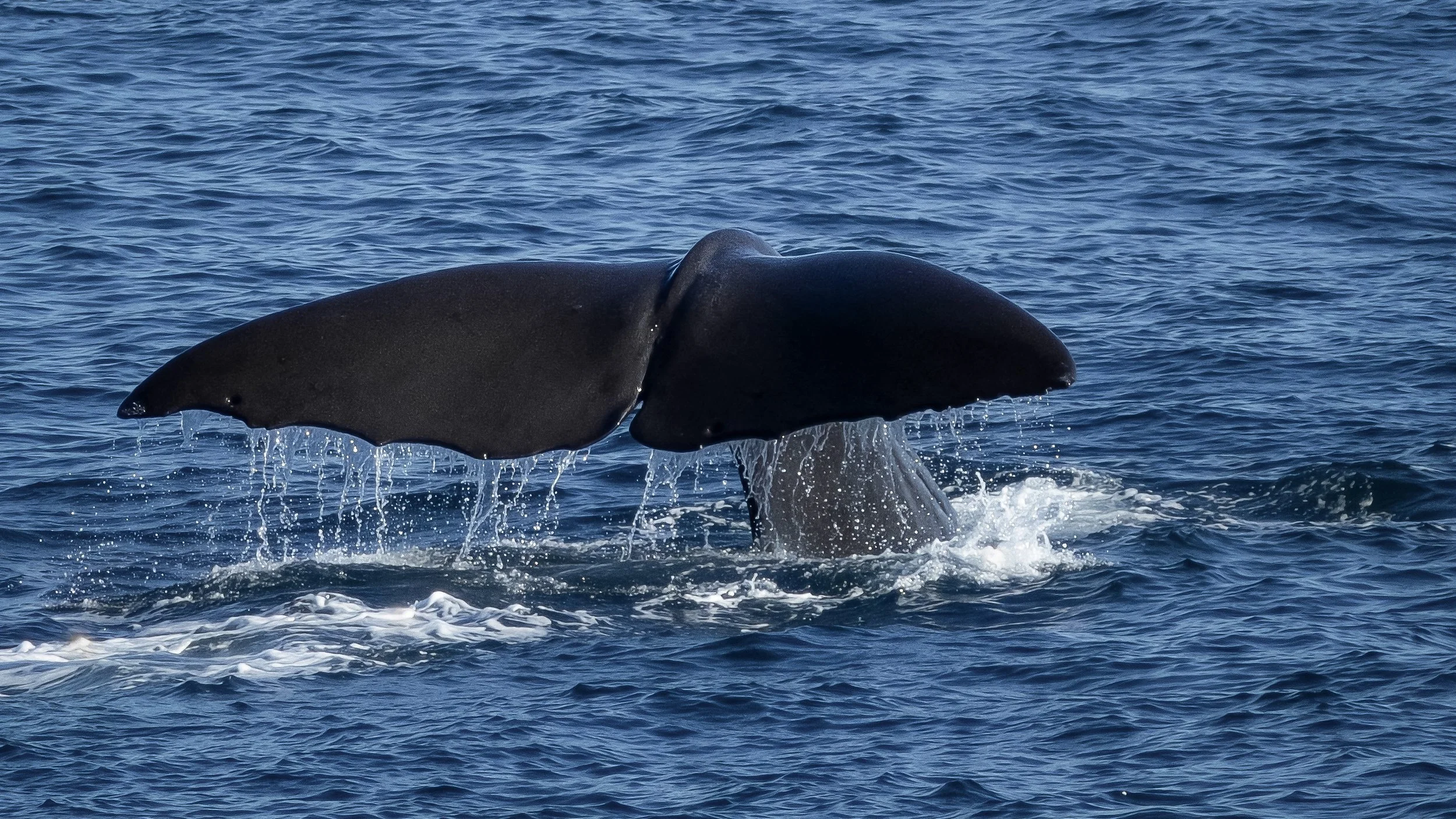 "Marama"#1, Sperm Whale, Kaikoura, New Zealand
