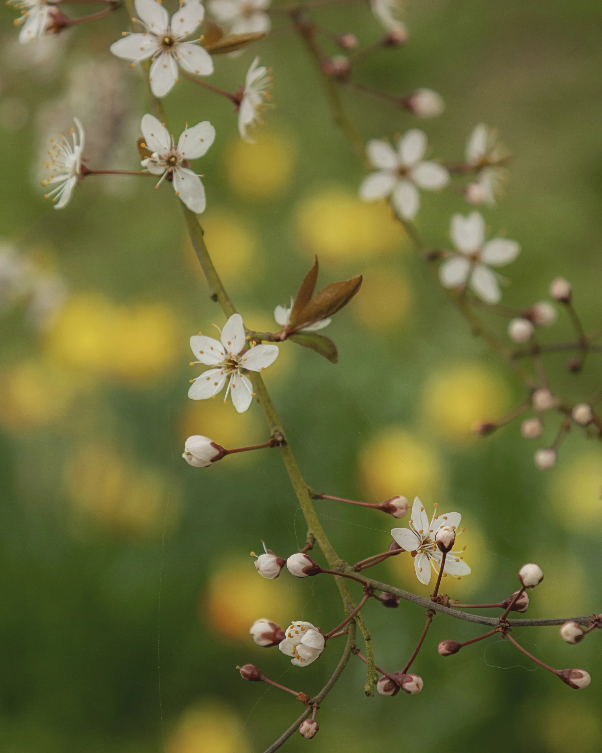 "Blossom, Willoughton 2026"