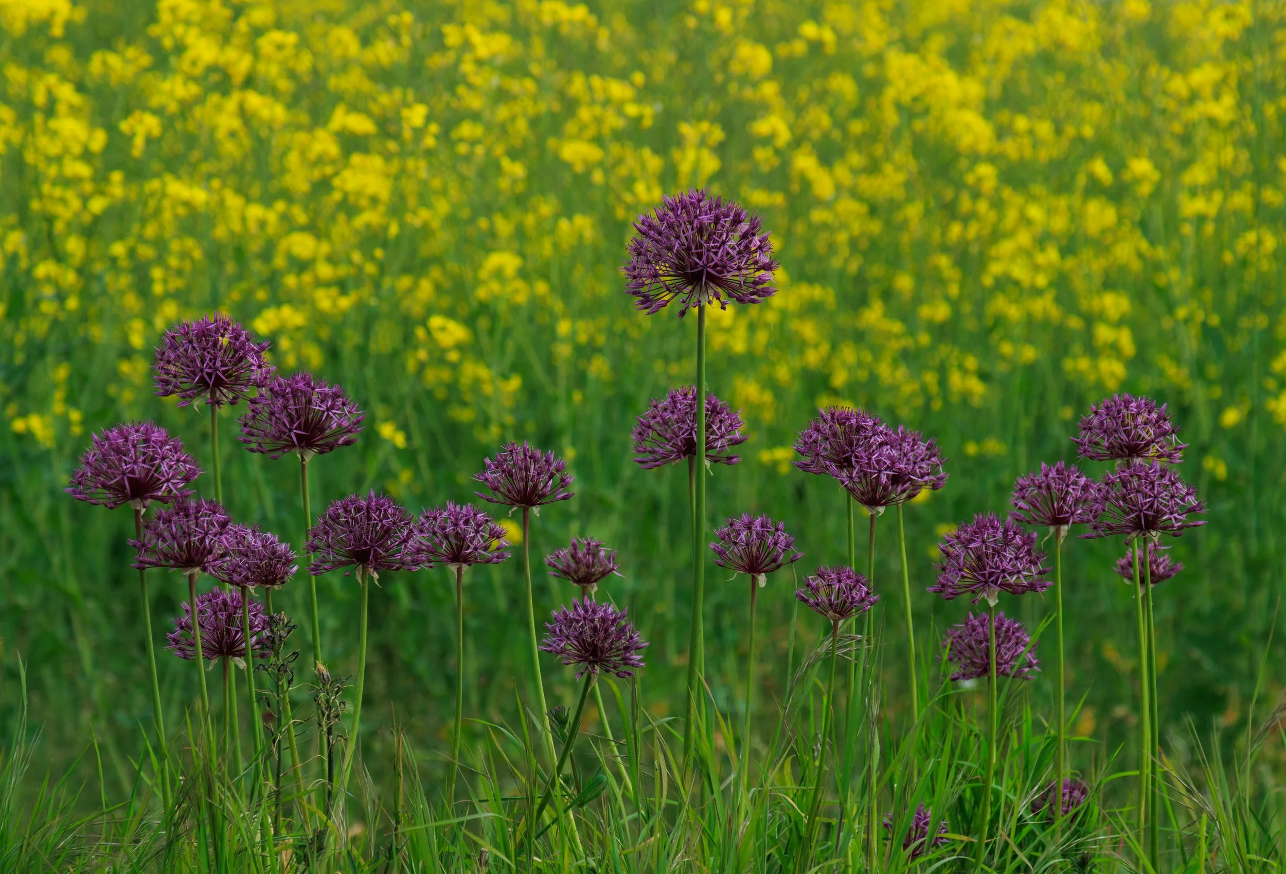 "Blyborough Allium #3"