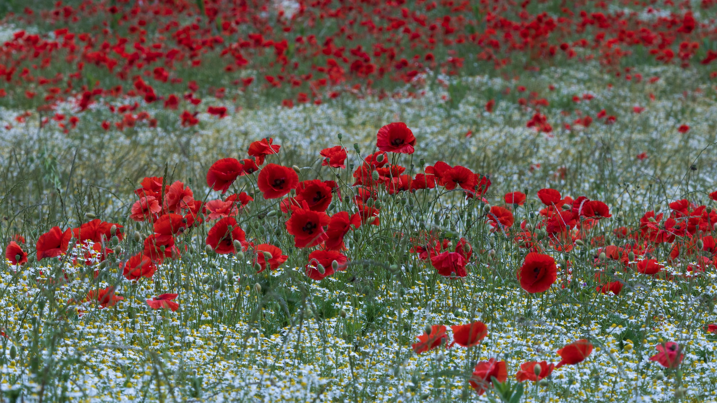"Scawby Poppies #3"