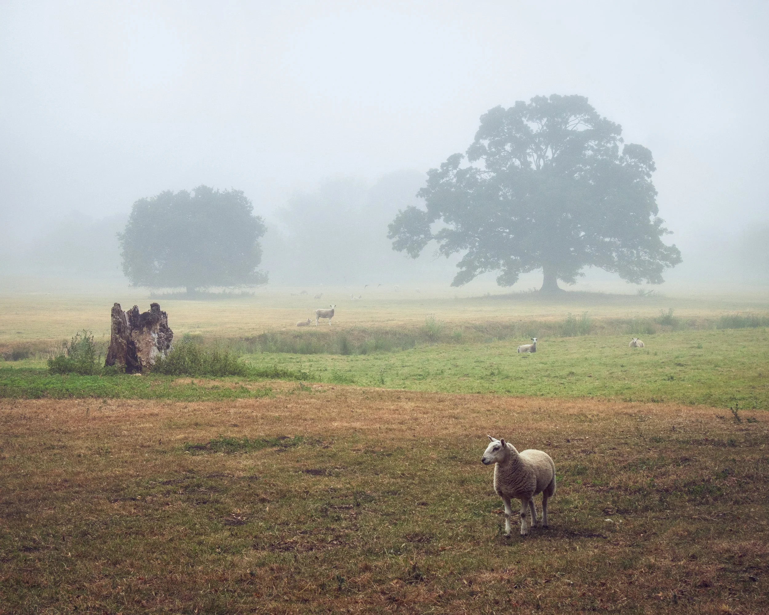 "Pastoral #3"