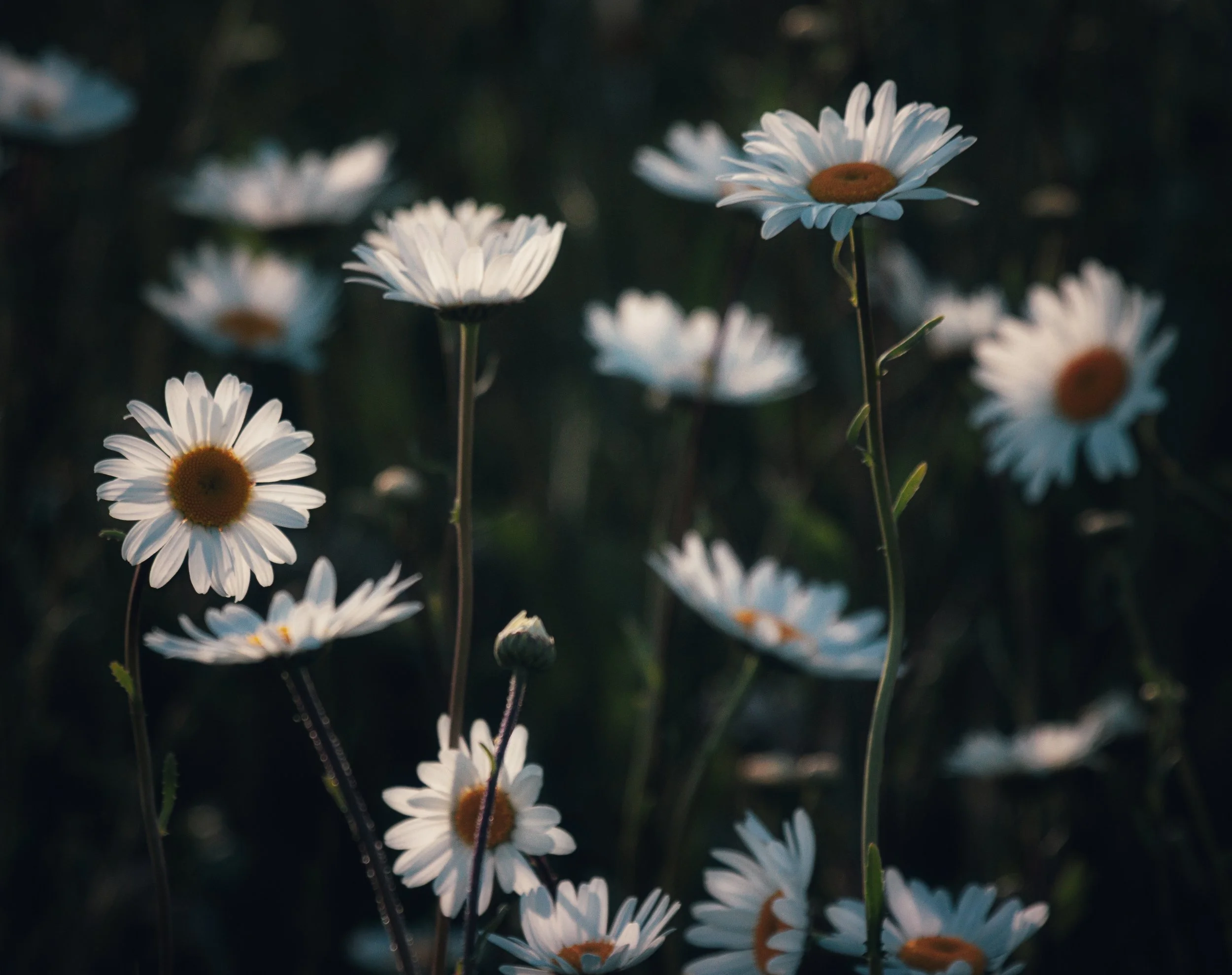 "Ox Eye Daisies" #3