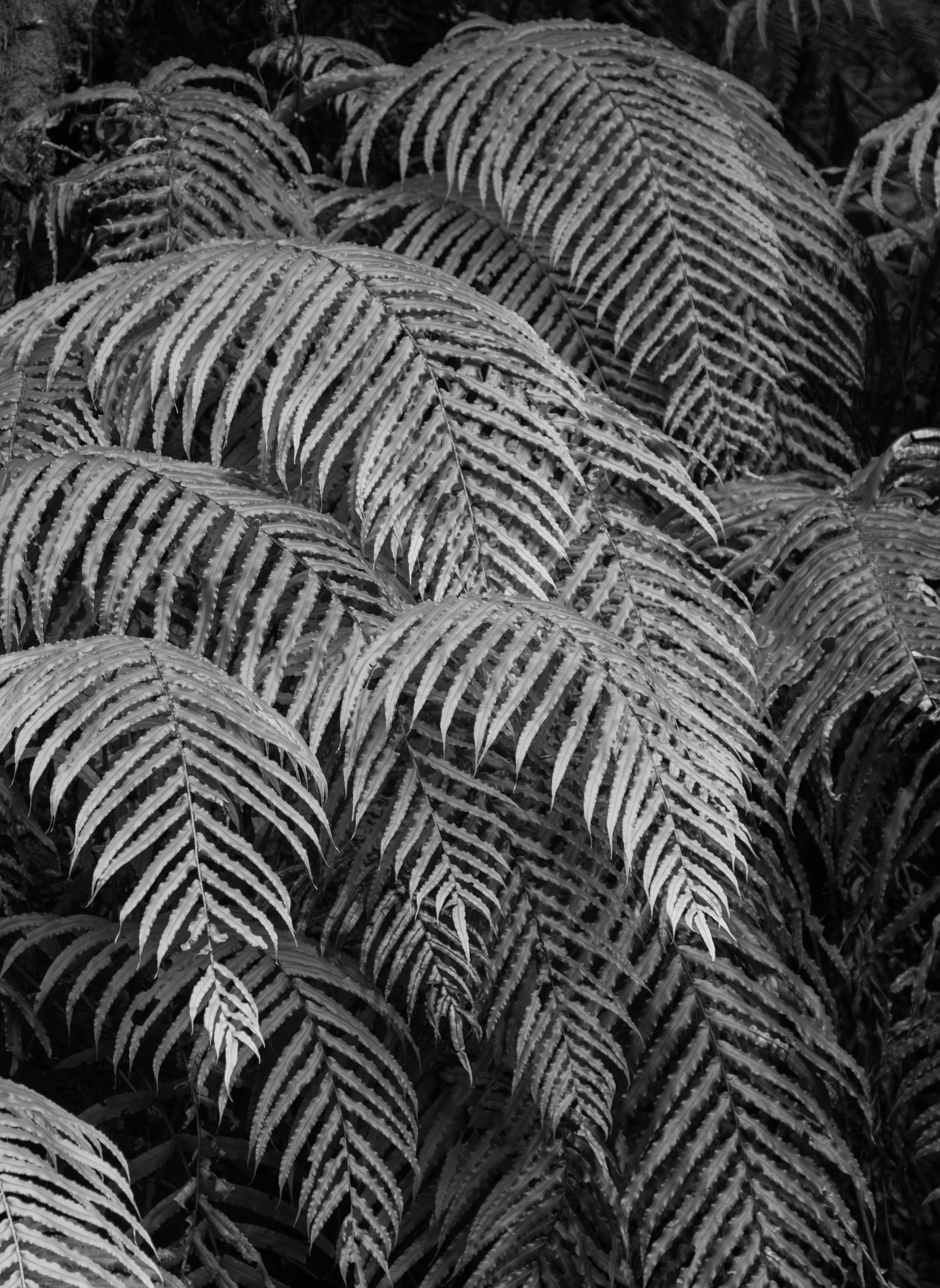 "Fern Detail #2, NZ"