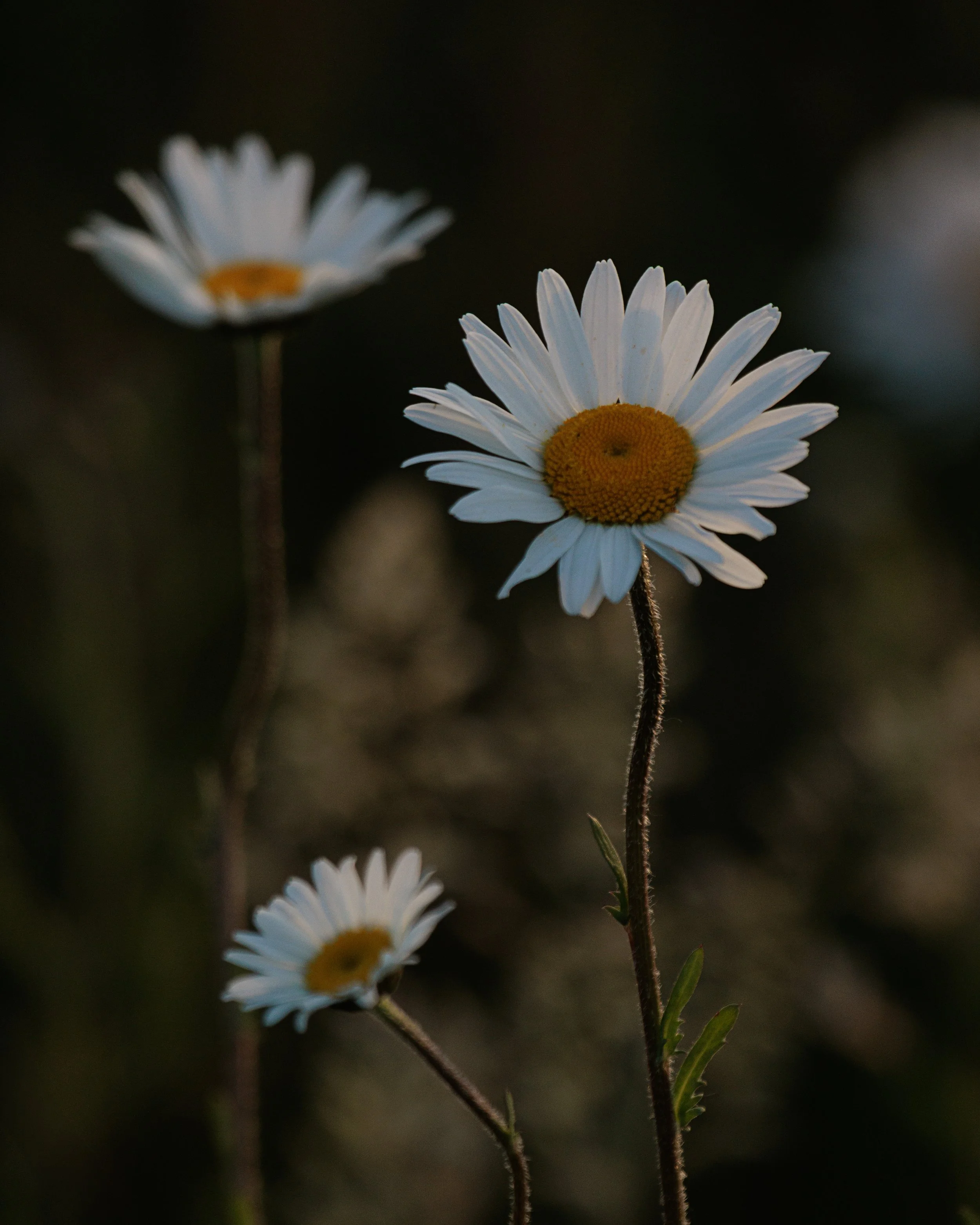 "Ox Eye Daisies" #1
