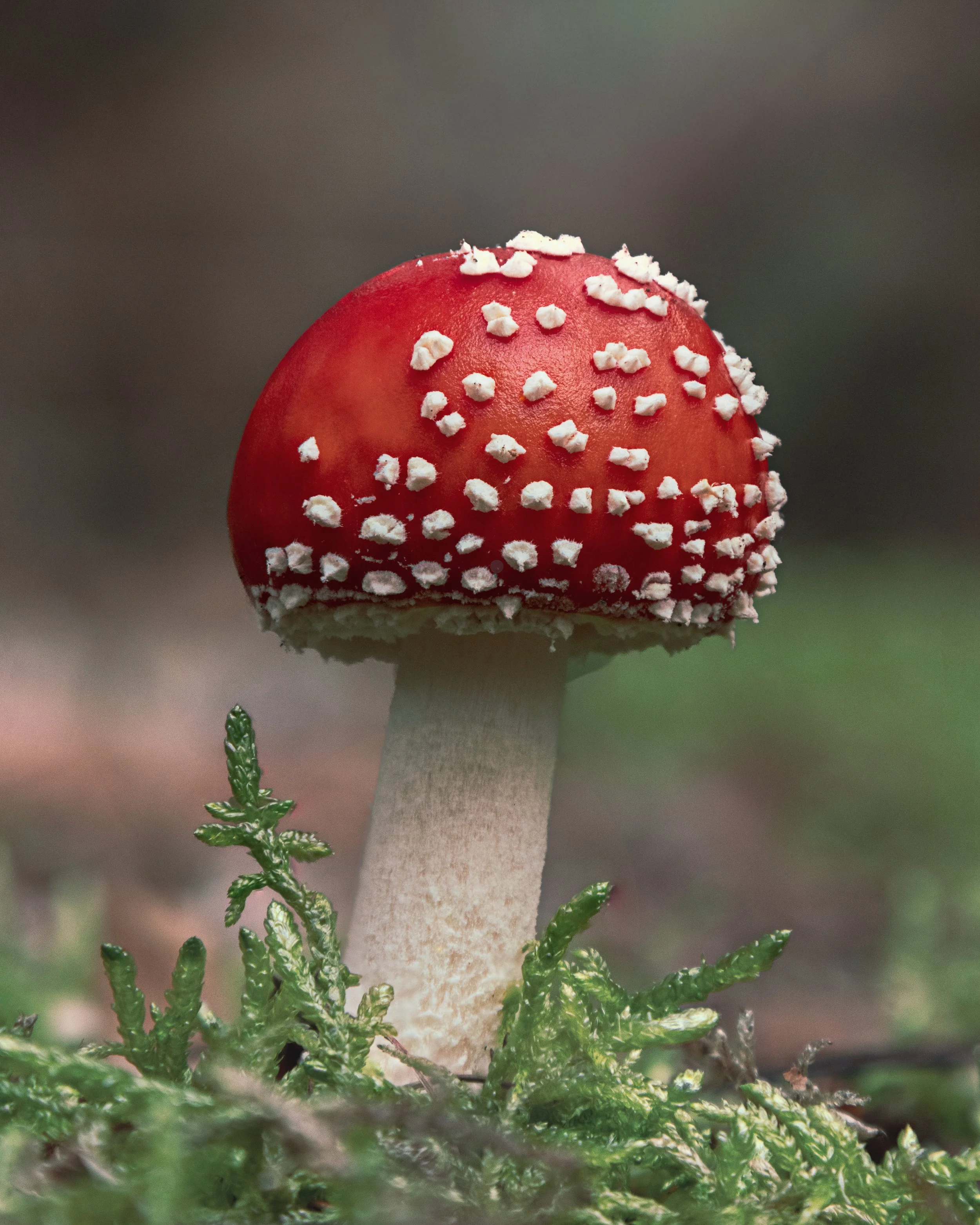 "Fly Agaric 2025'