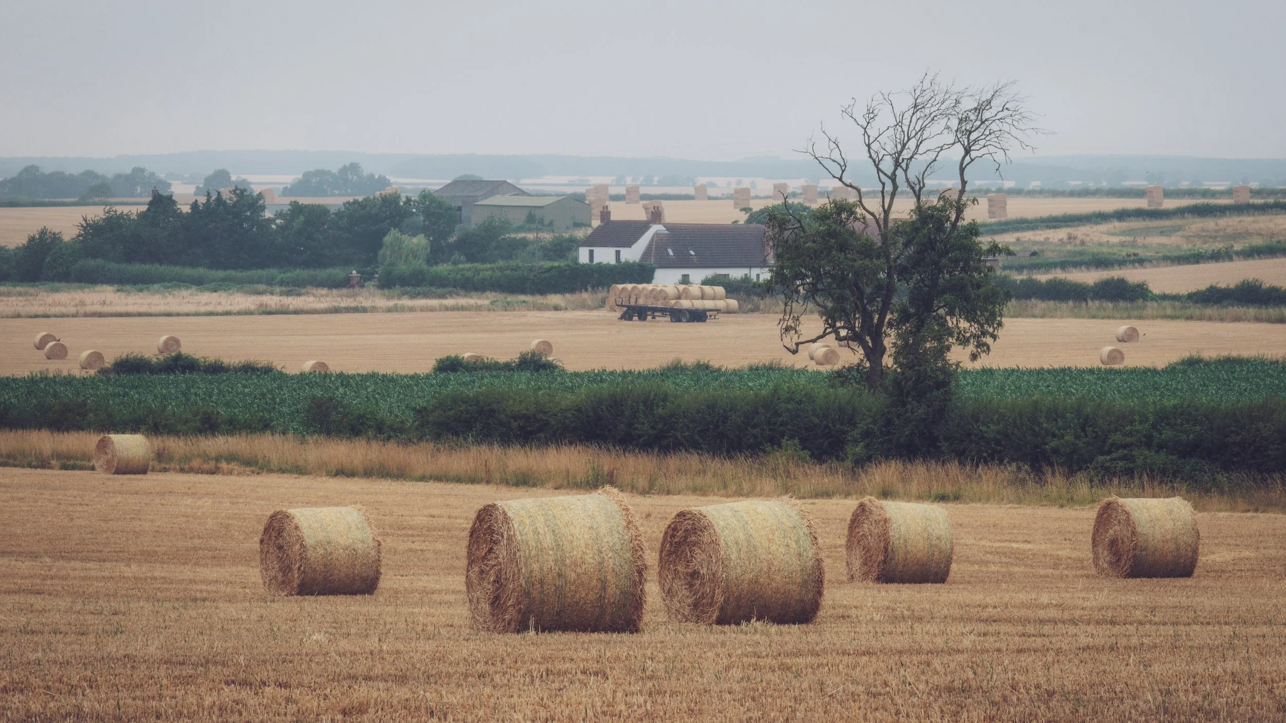 "Grayingham Prairies " #34