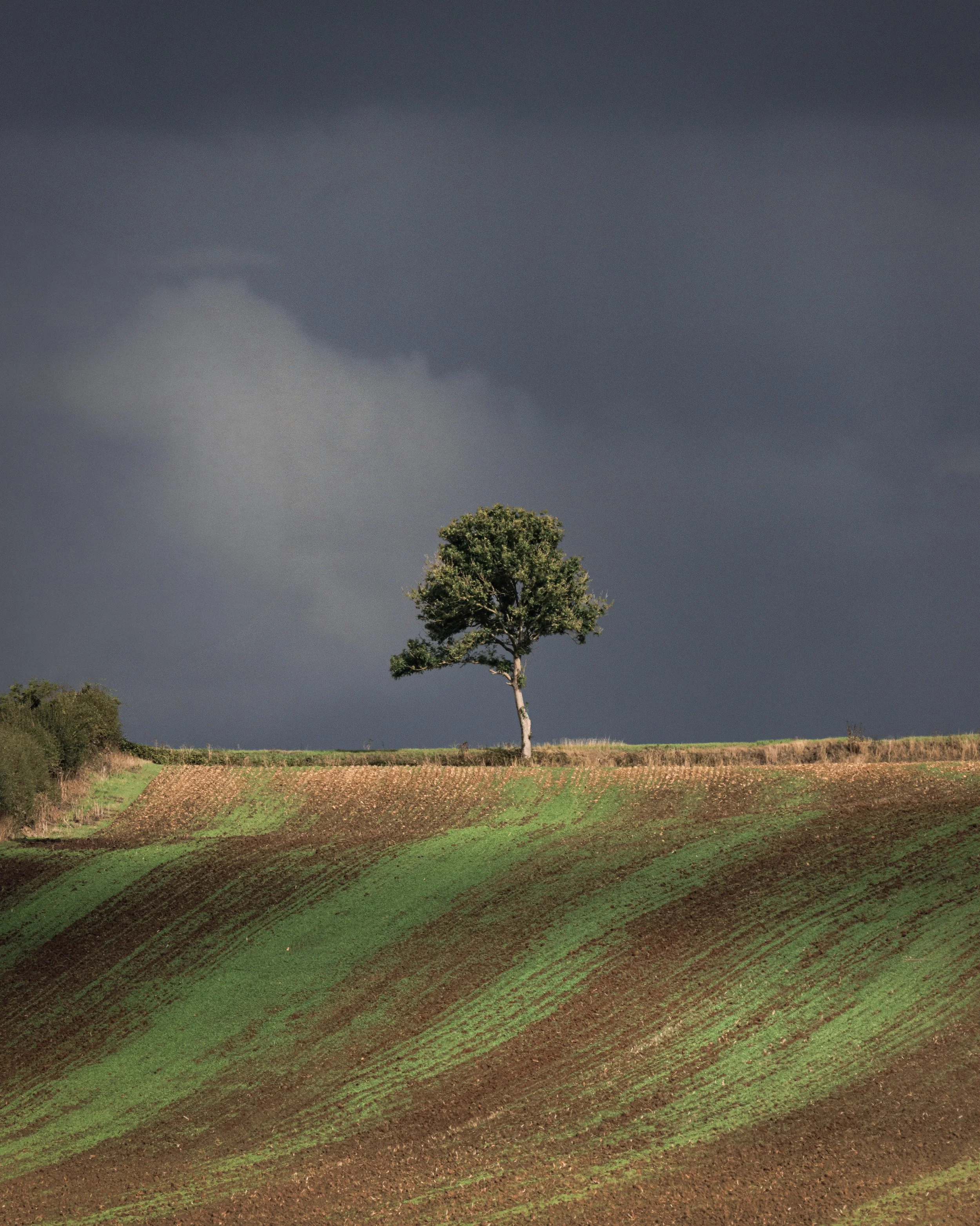 "Lone Tree - Grayingham" 