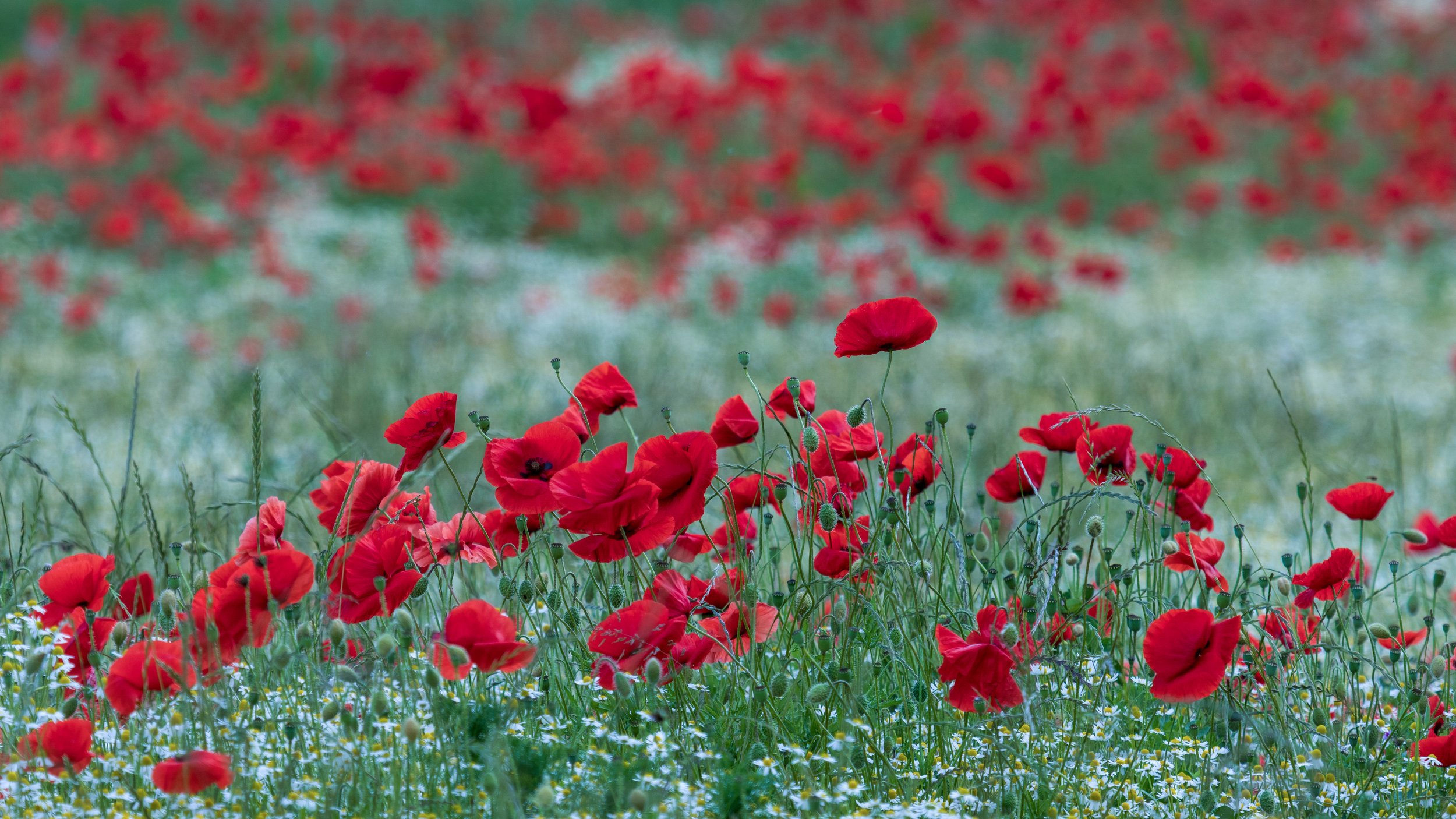 "Scawby Poppies #2"