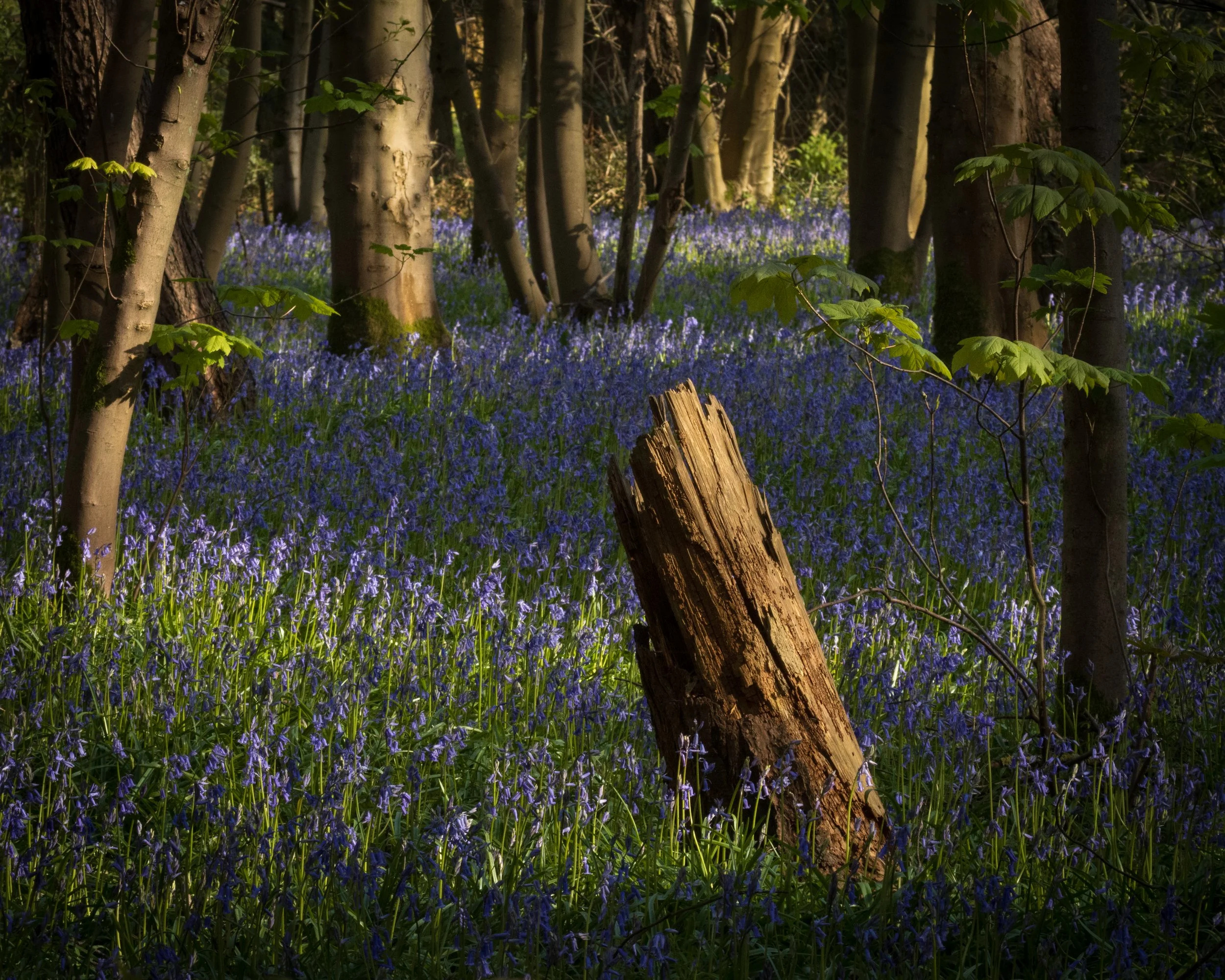Urban Woodland #22