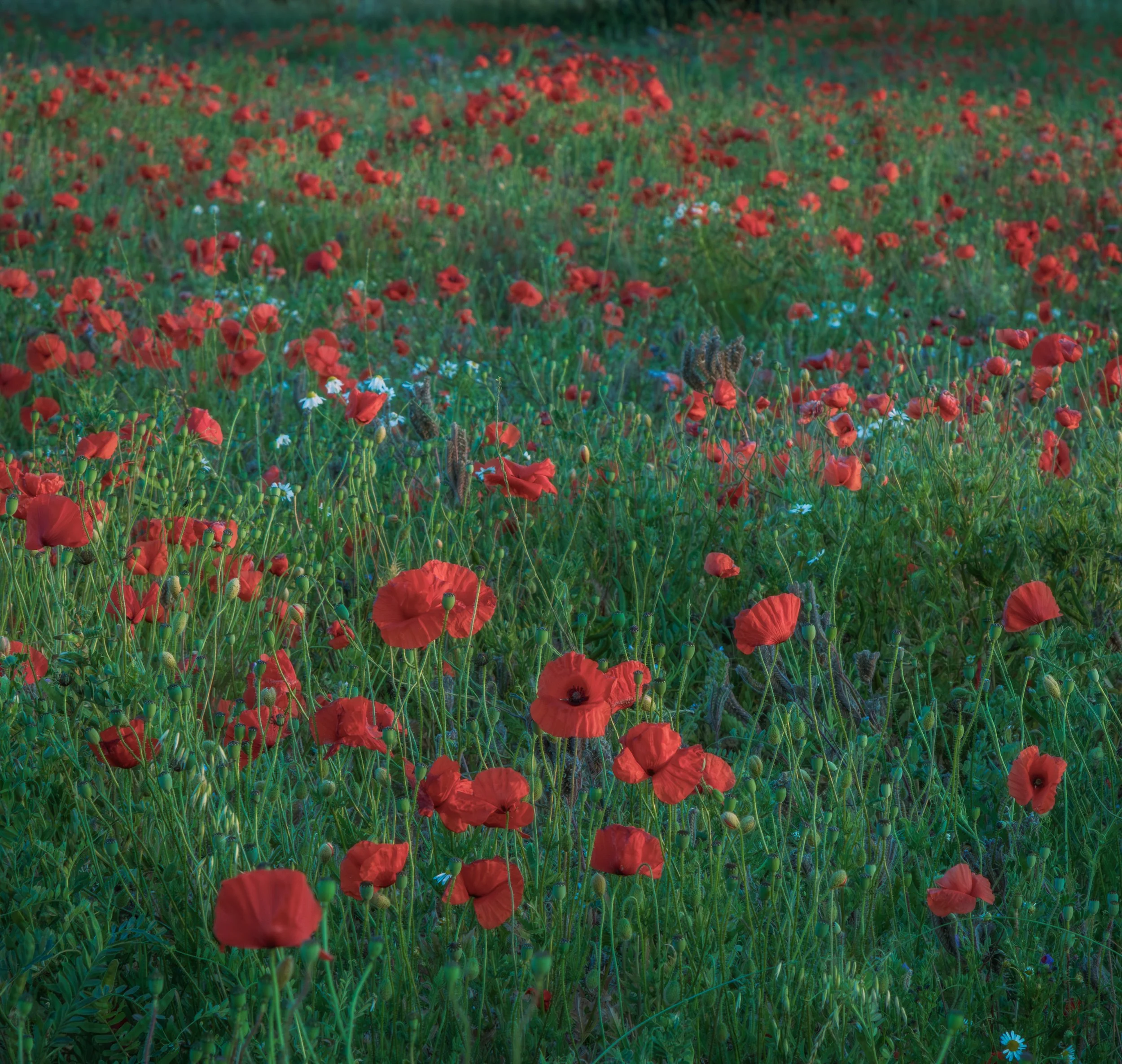 "Poppies - Scawby"