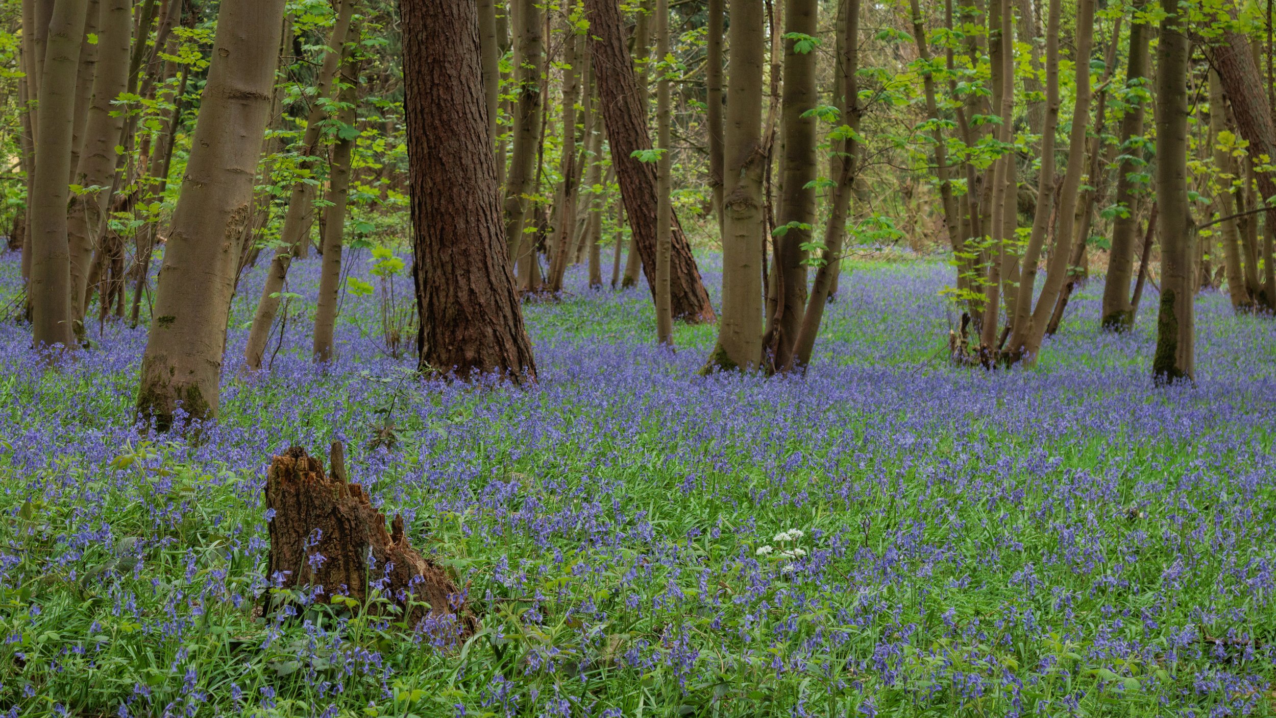 "Urban Woodland #4"