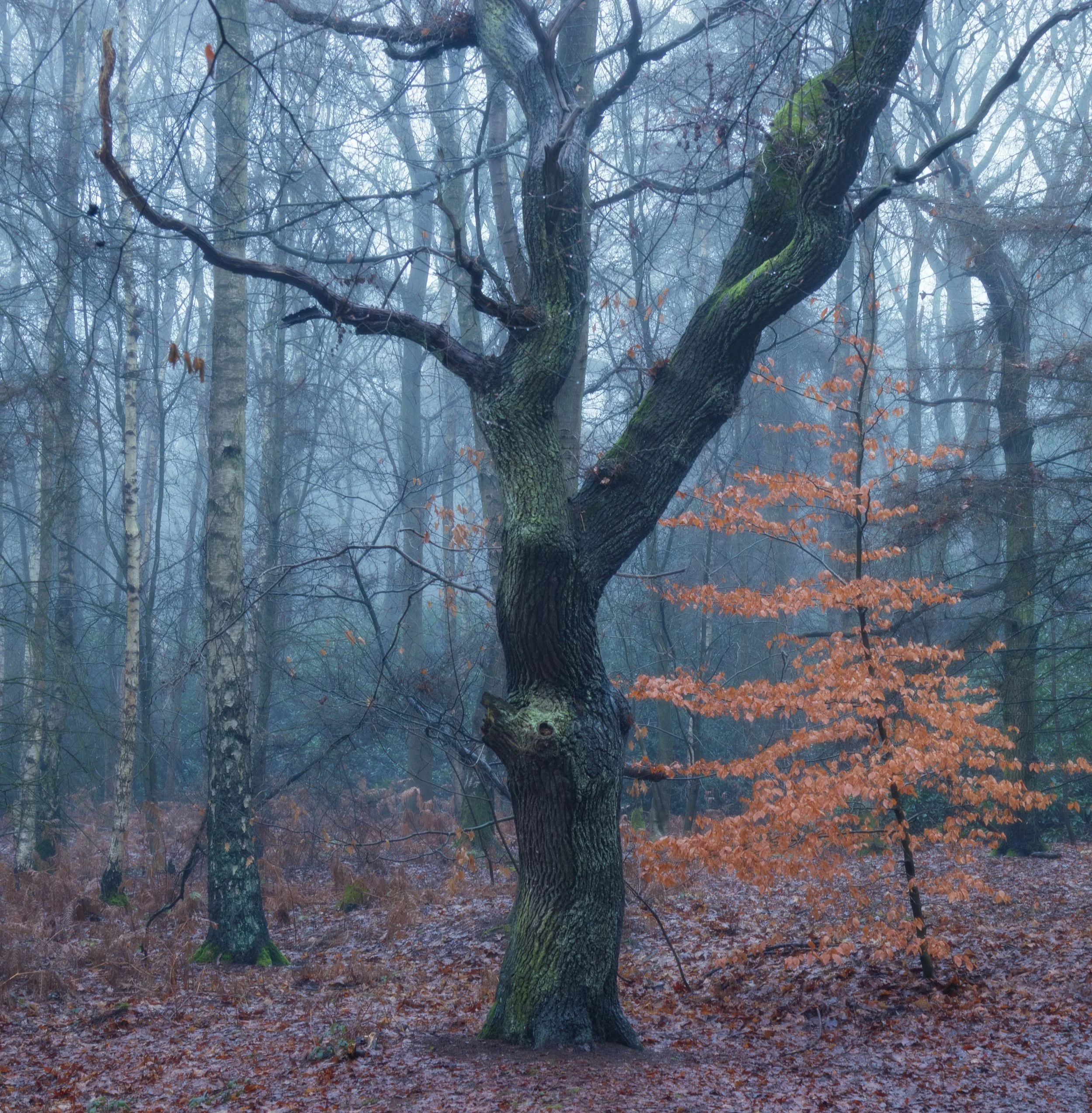 "The Sage - Winter 2025/6"