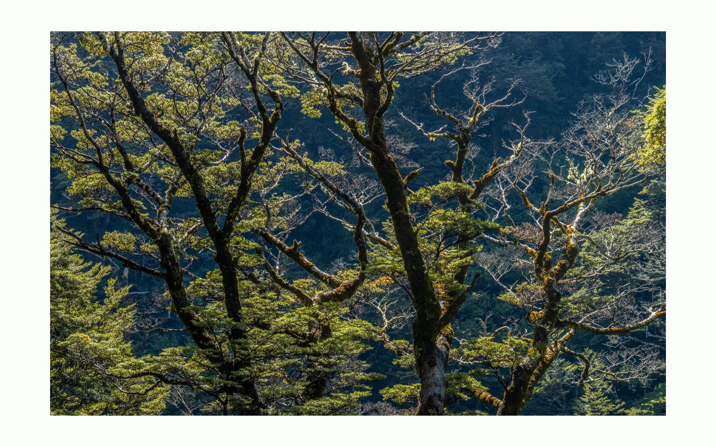 "Arthur's Pass #2 - NZ"
