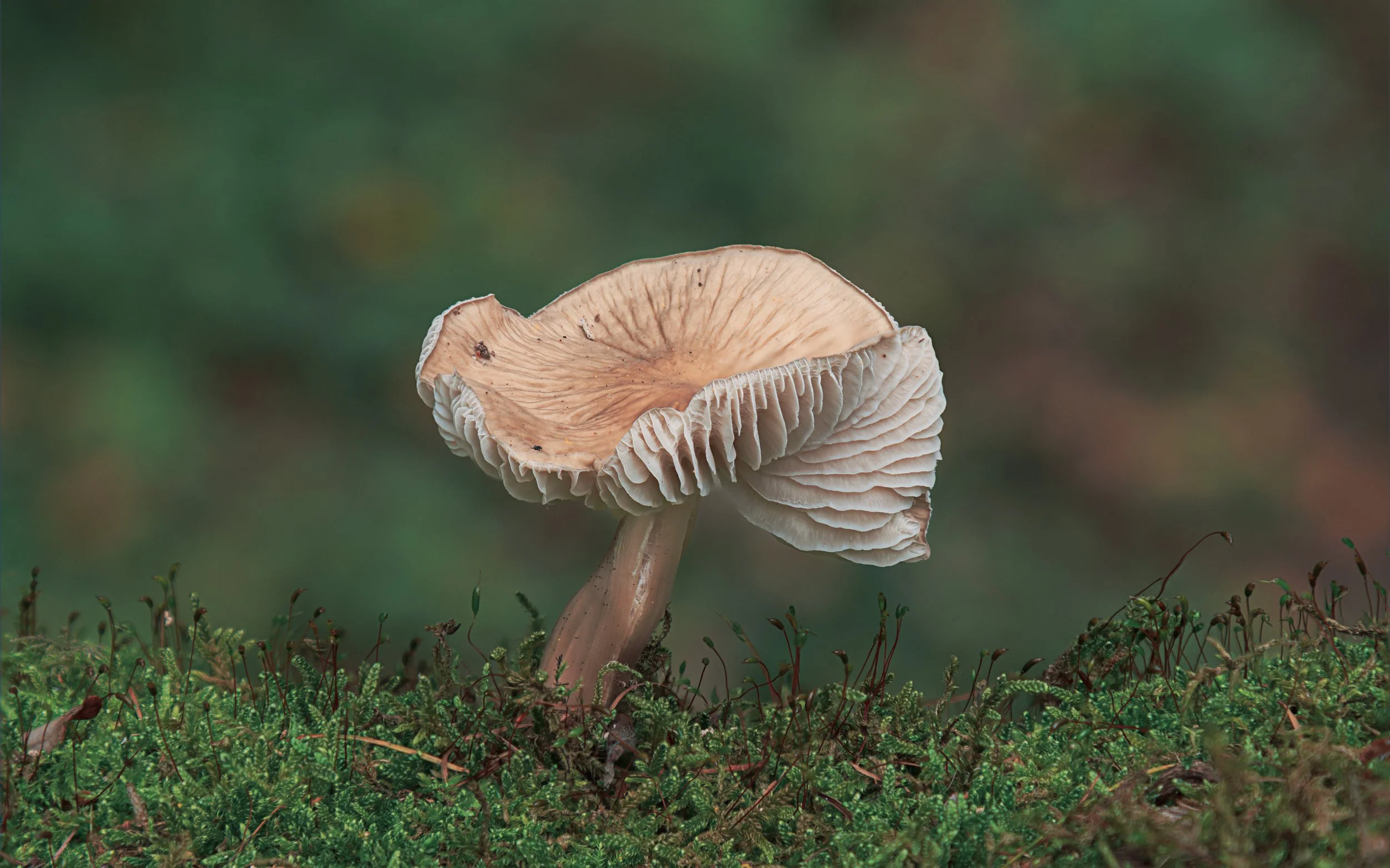 IMG_3538final2 copy.jpg