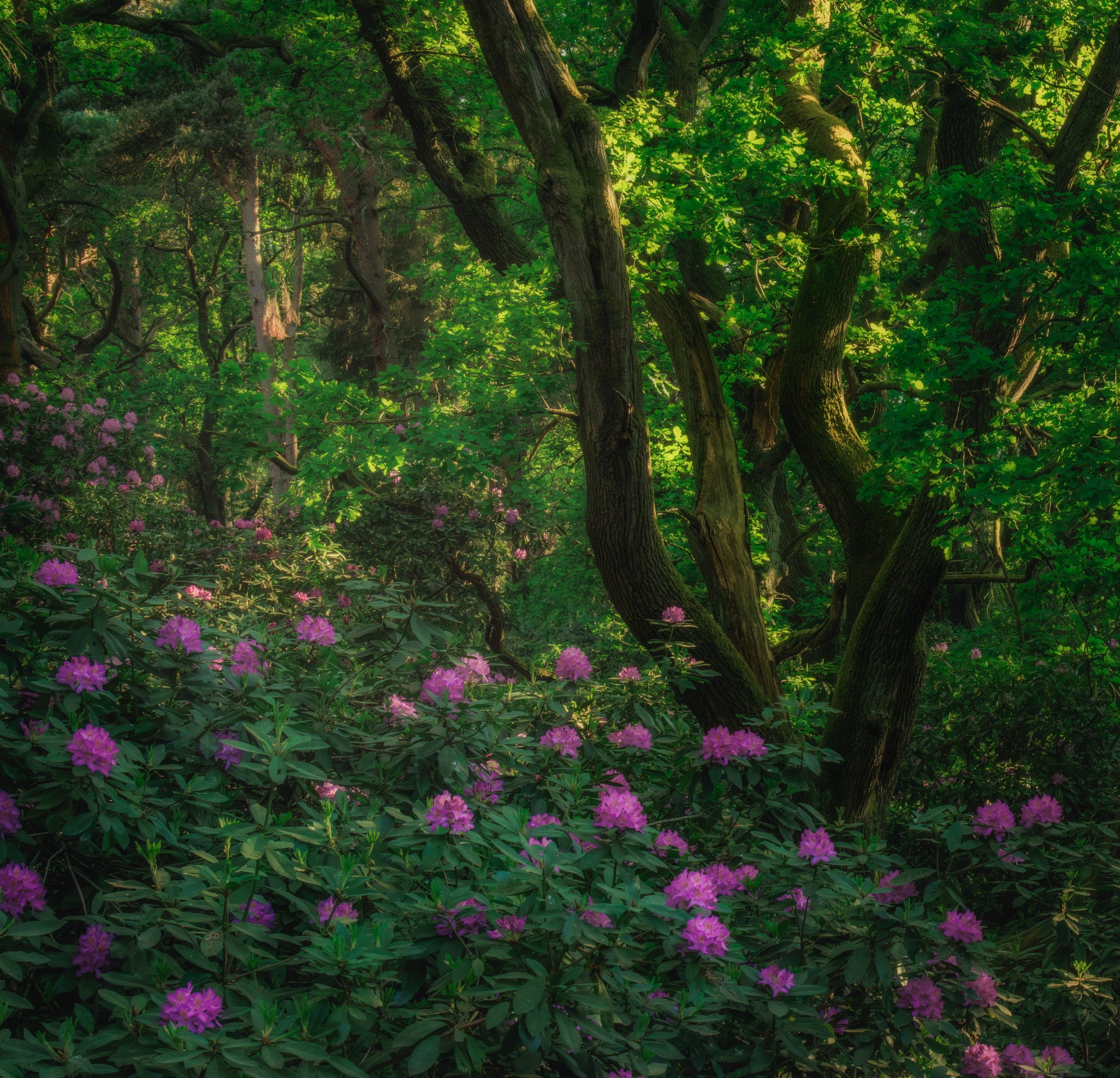 "Twigmoor #3"