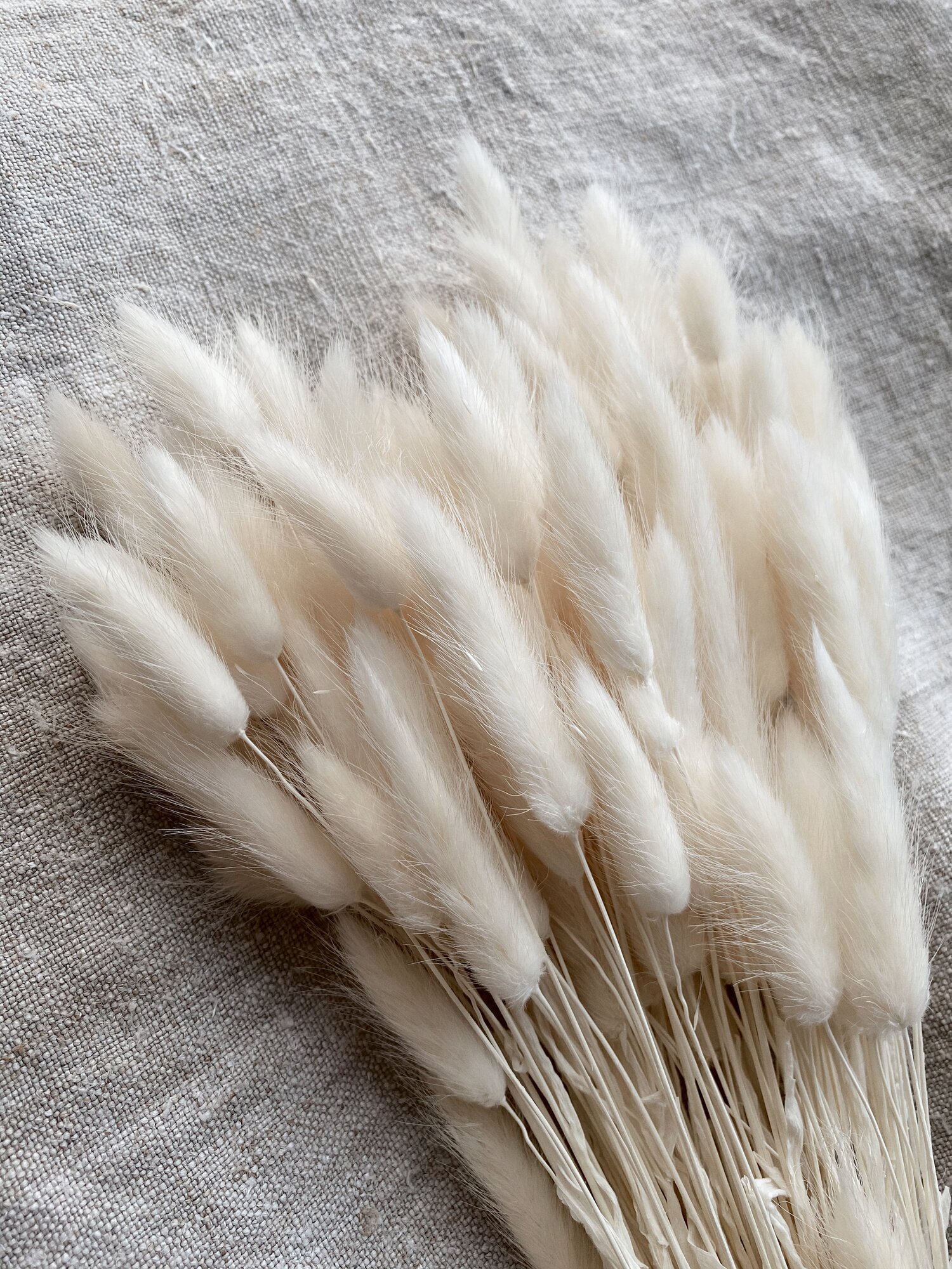 White Bunny Tails.jpeg