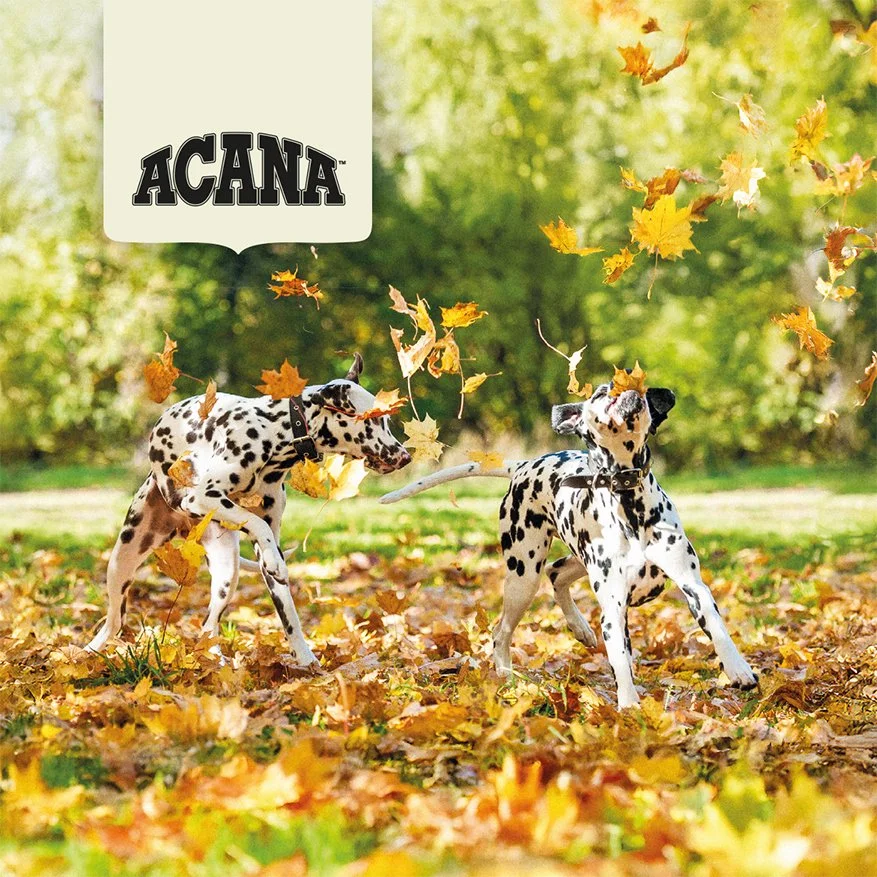 PIES-awers-Acana-jesien.jpg