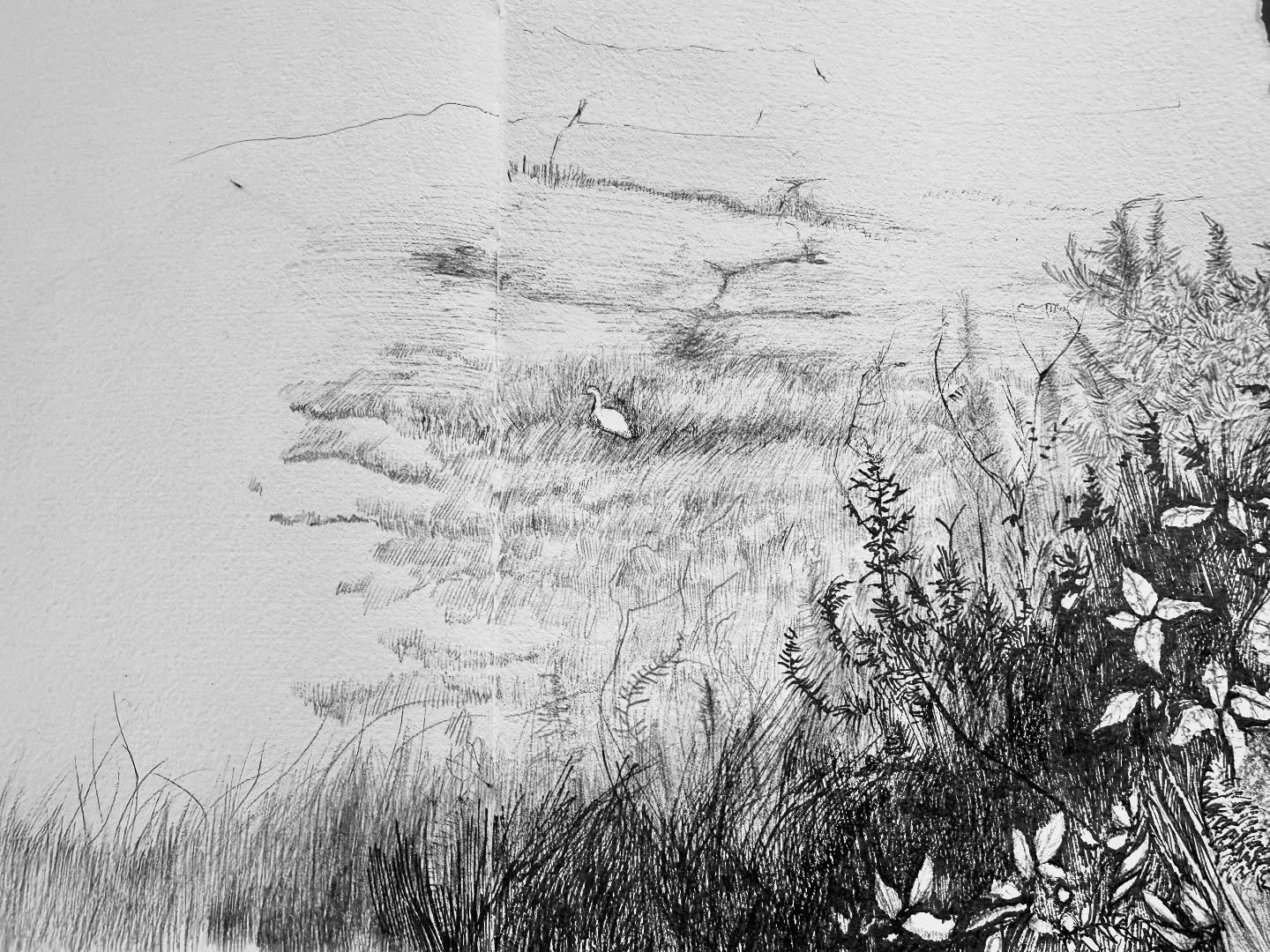 Sketchbook creations.