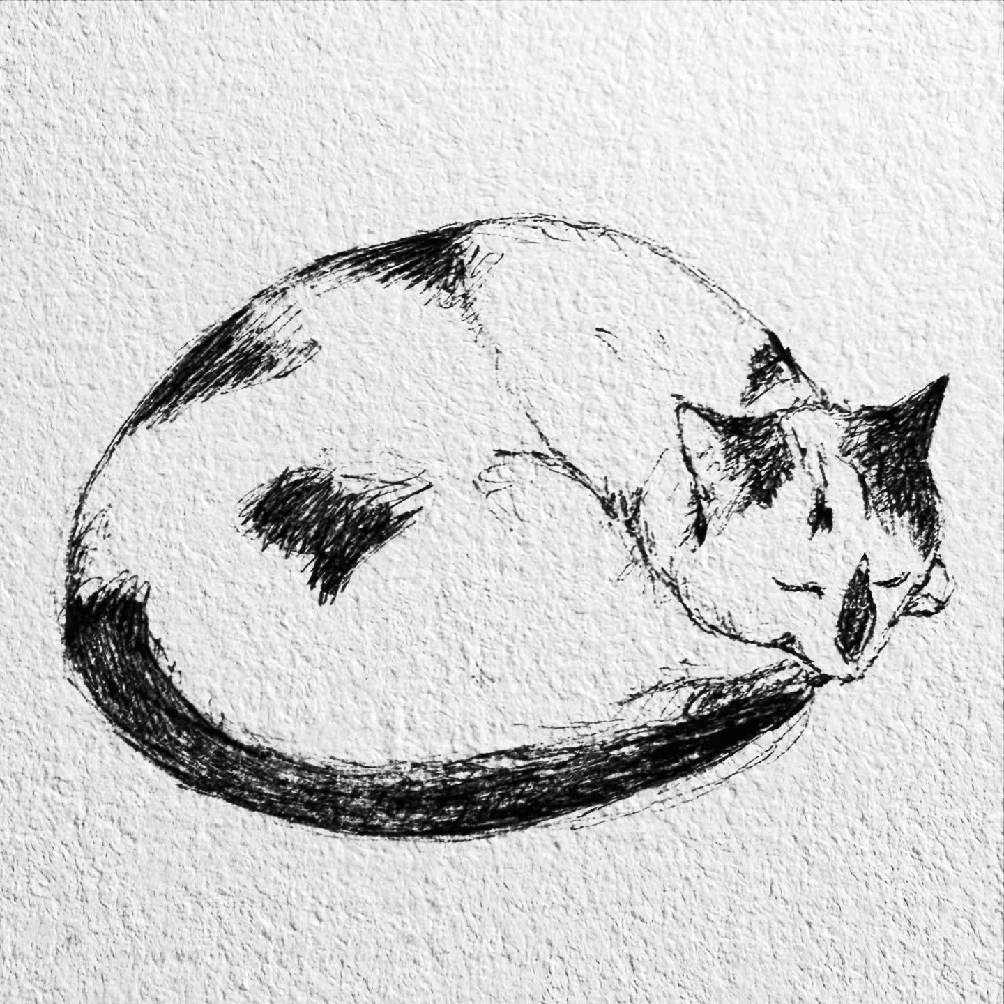 Splodge the cat in ink. ✍️