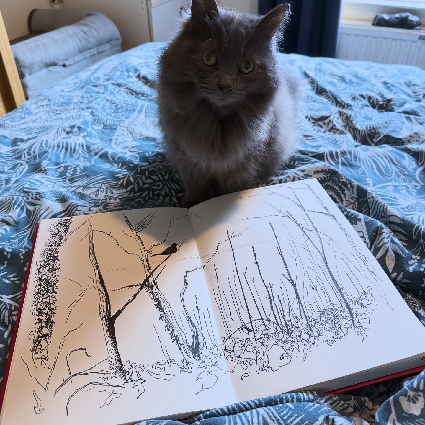 Star has been drawing birds in trees, dreaming of catching them but as an indoor cat she cannot!