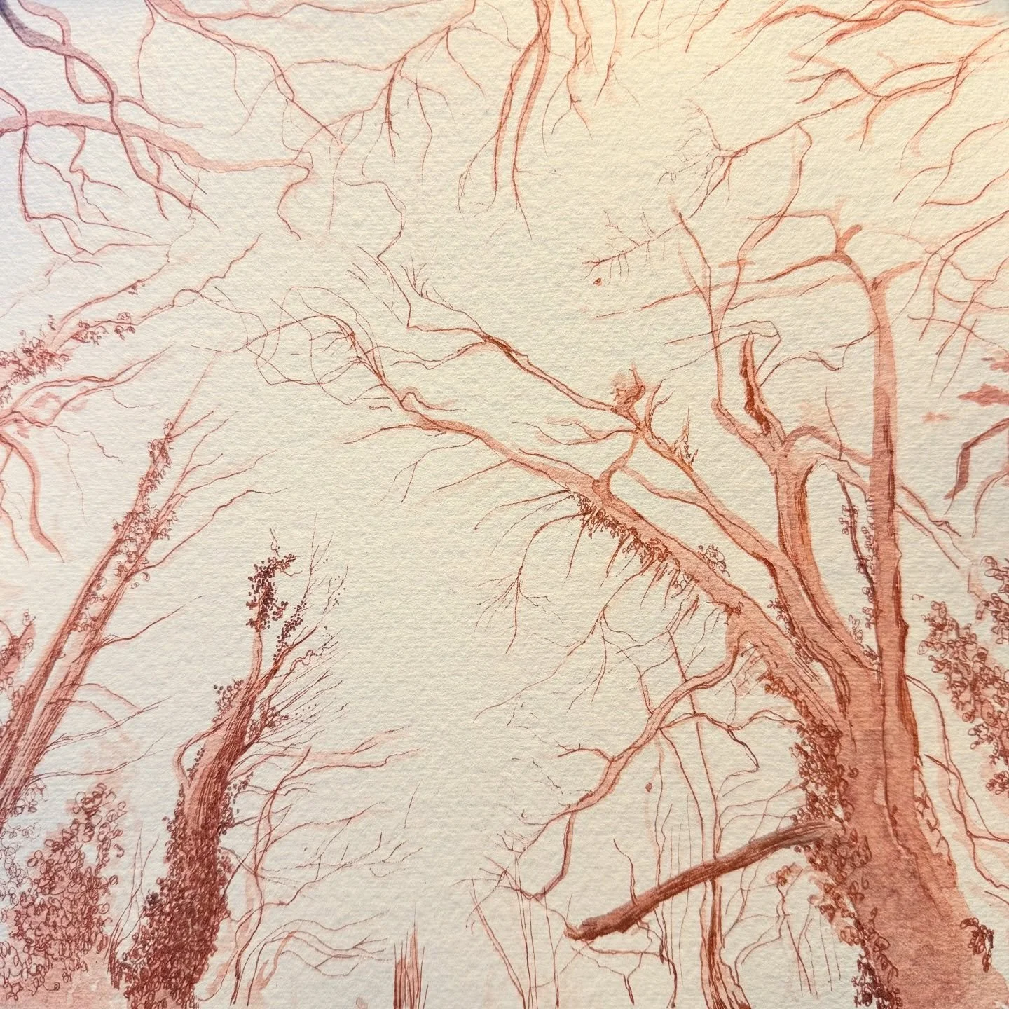 Trees in Kirkby Lonsdale with Egremont Red Ink by @florence_paintmakers and drawn into with fineliner, still many lines to go, but this is what I have been up to on Easter Sunday. 

It&rsquo;s sooo windy, step outside and you&rsquo;ll fly awaaaaay! W