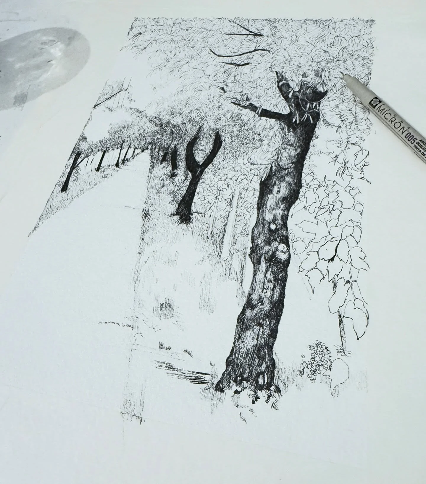 A pathway through the olive trees and vineyards surrounding Mount Etna, Sicily. Combining my favourite things here; drawing and wine! 😂 

I picked the wrong time of day to photograph my work, the light is terrible, hopefully you can see what it is! 