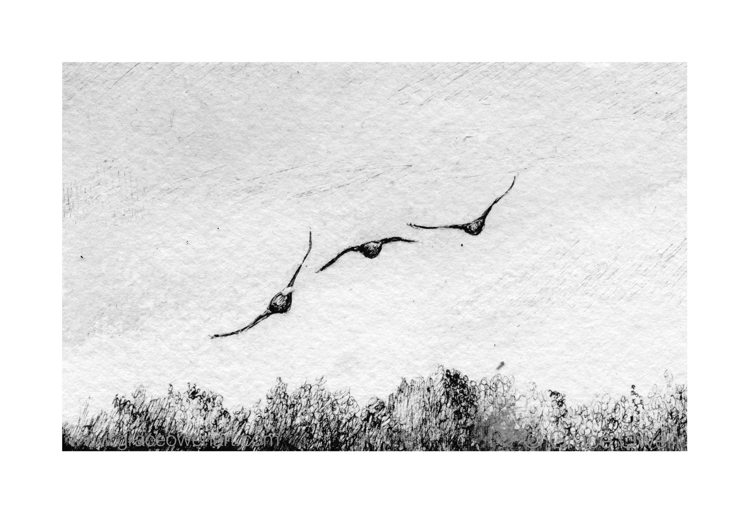 3+geese+web+copy.jpg