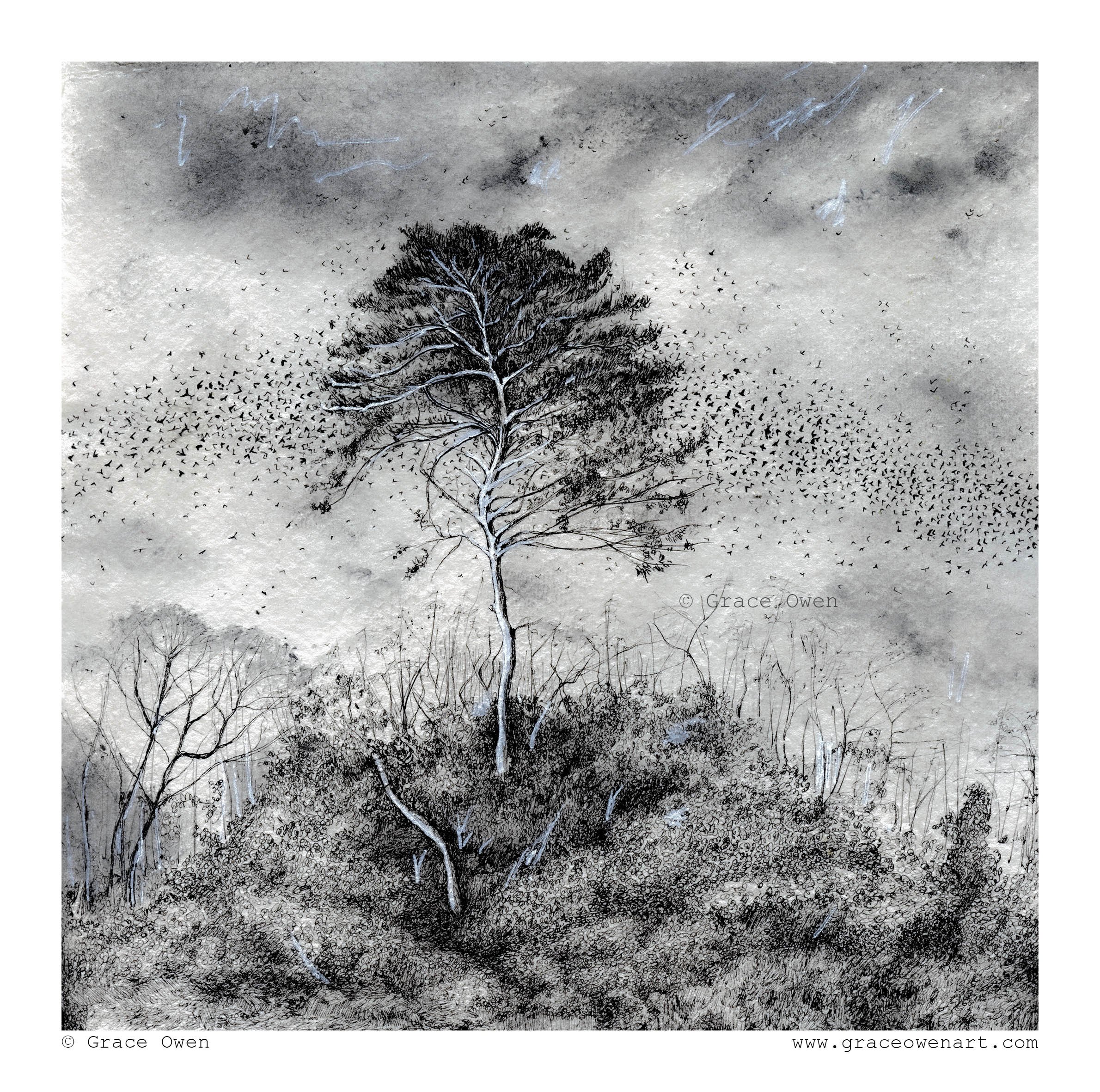 Ink drawing of a starling murmuration and a delicately drawn tree