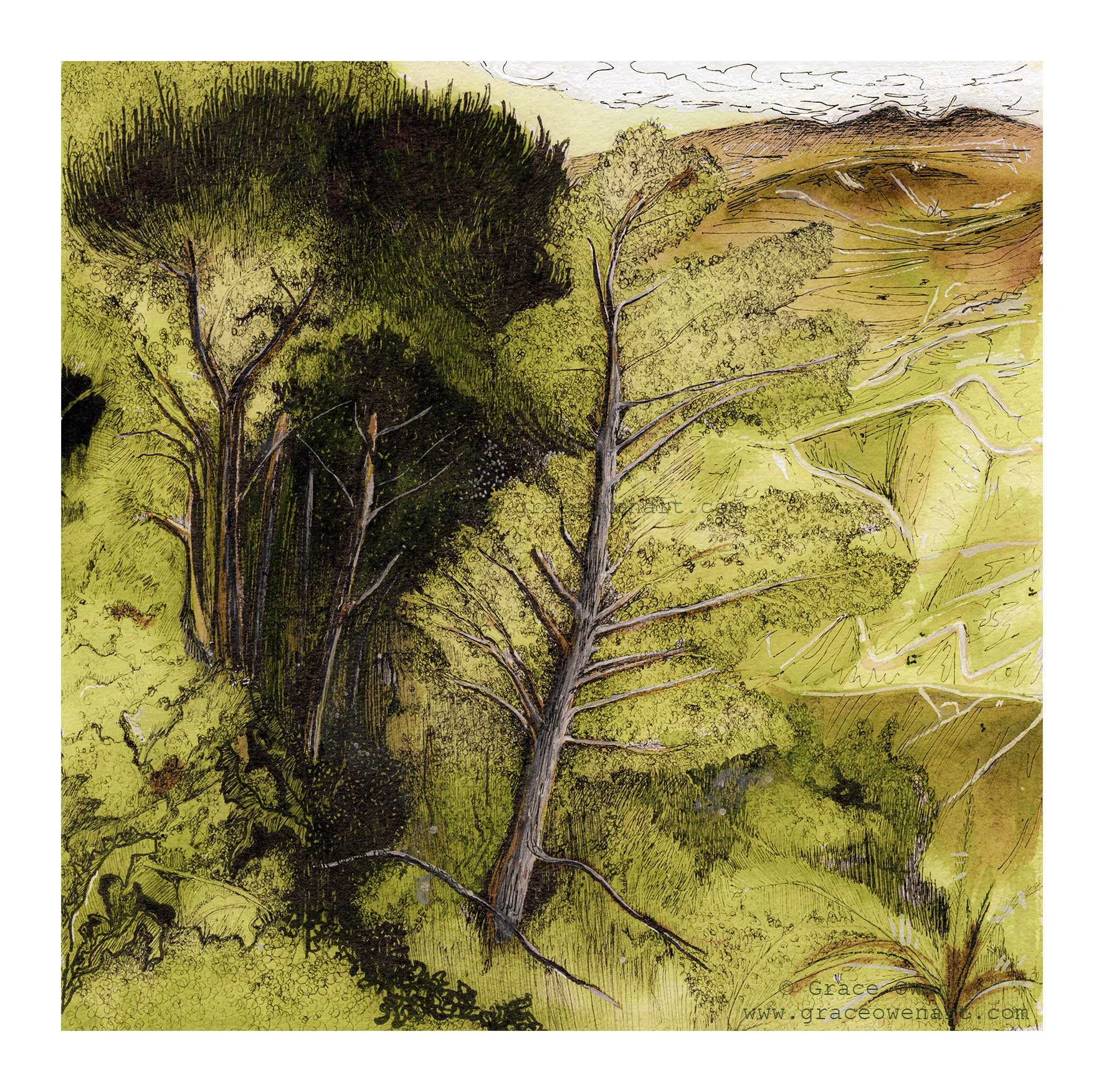 Castelmola 2 trees website 2.jpg