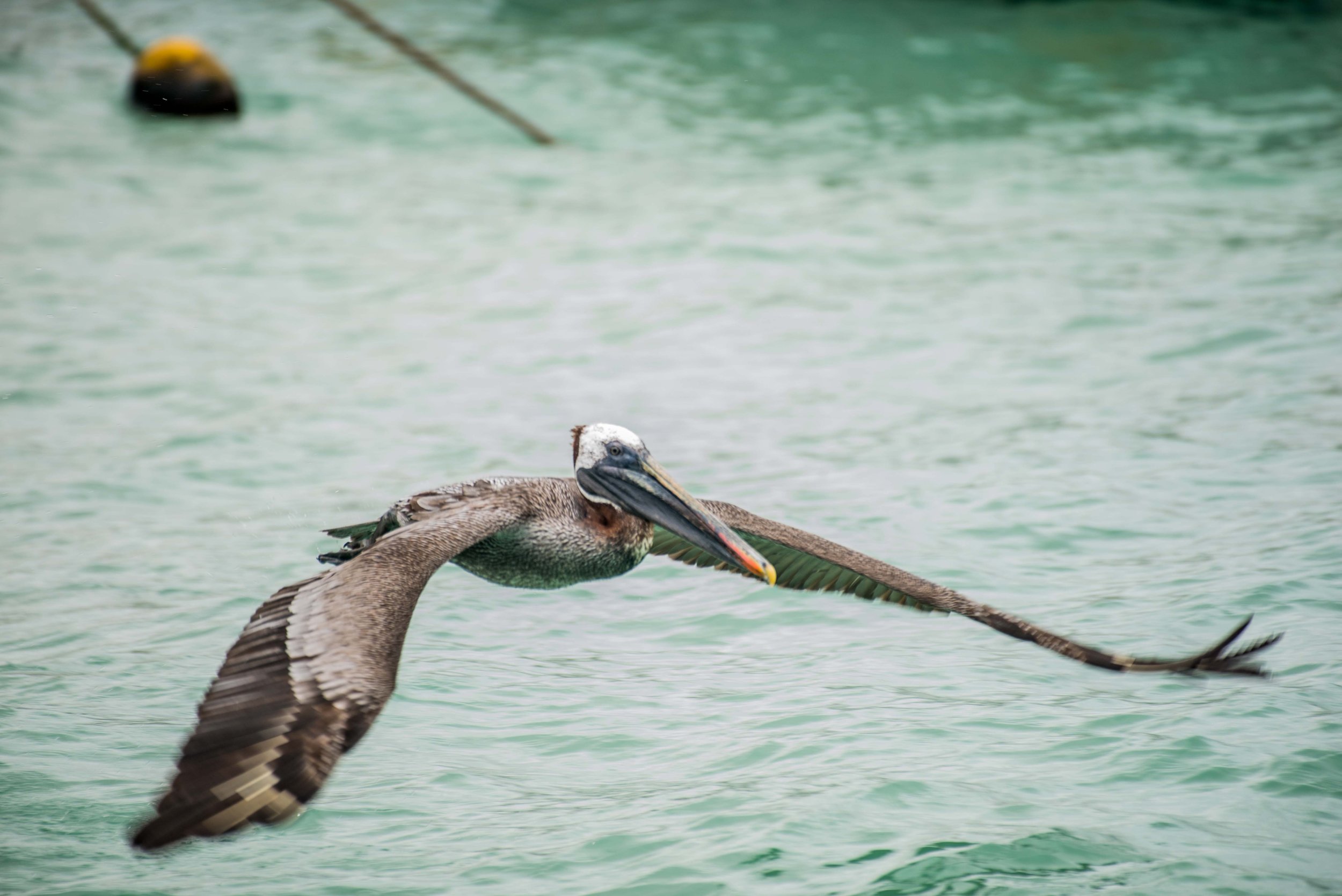 Galápagos: Darwin Station