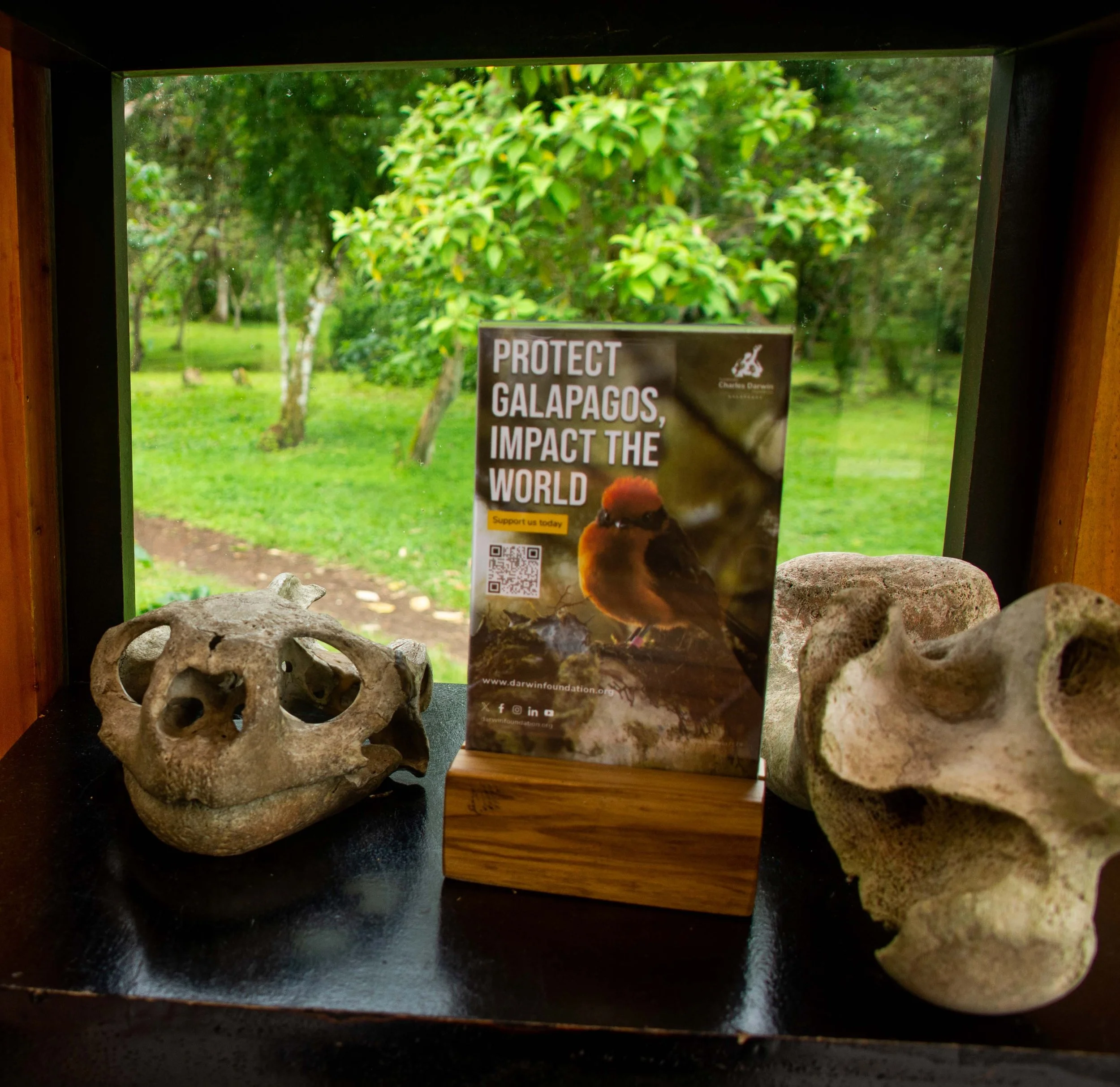 Galápagos: Hindsight