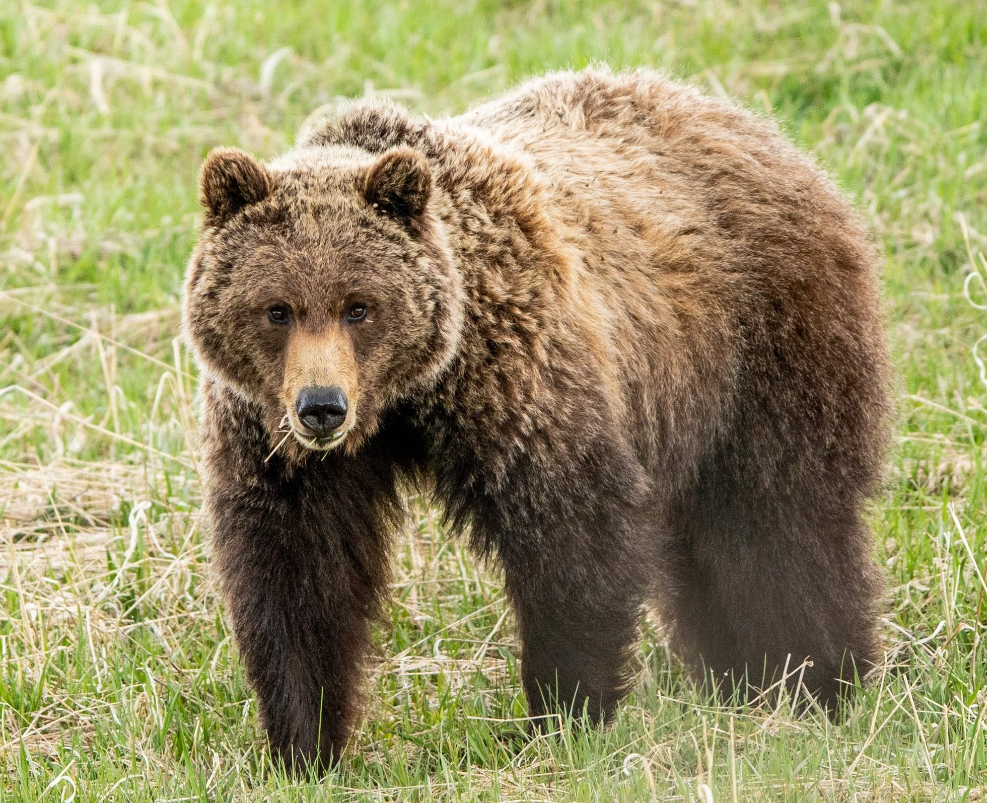 Grizzlies of Yellowstone: Legends and Survival