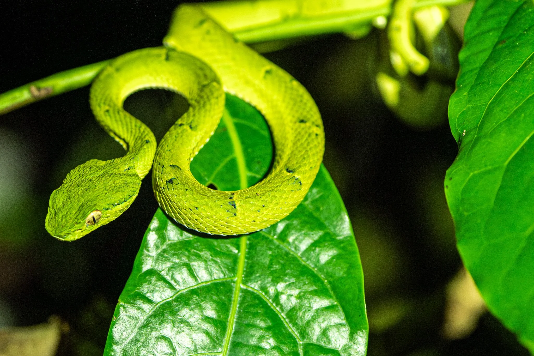 Santa Maria Night Hike