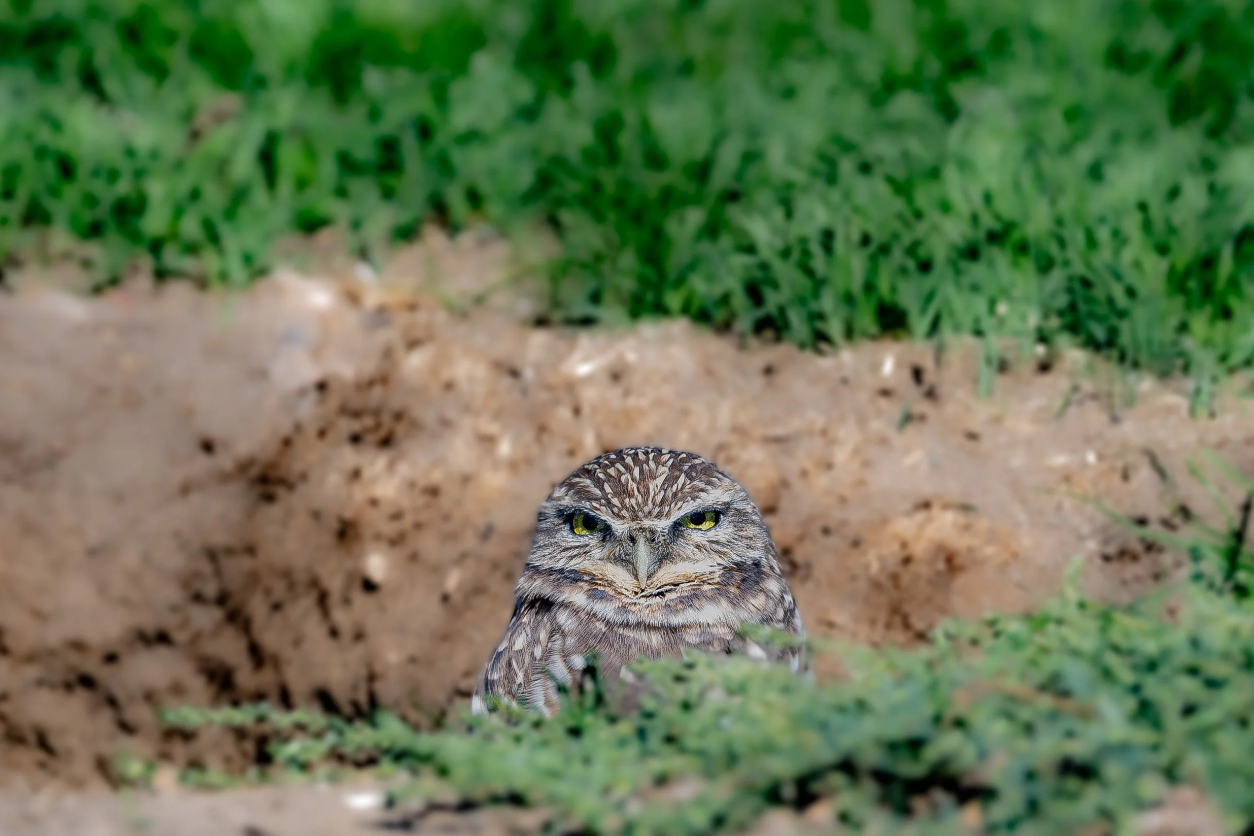 DSC_7260.jpg