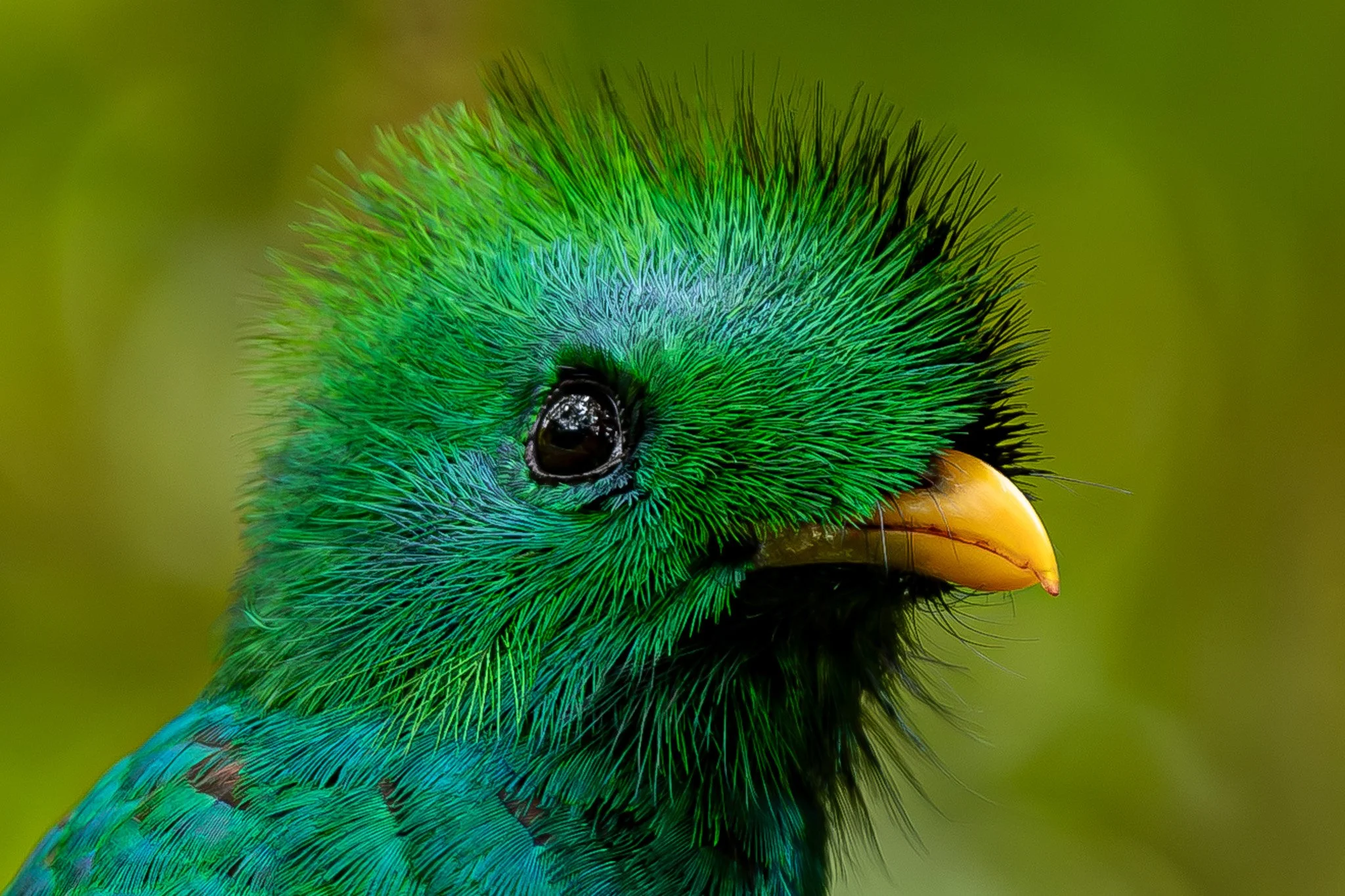 Costa Rica: Treetopia