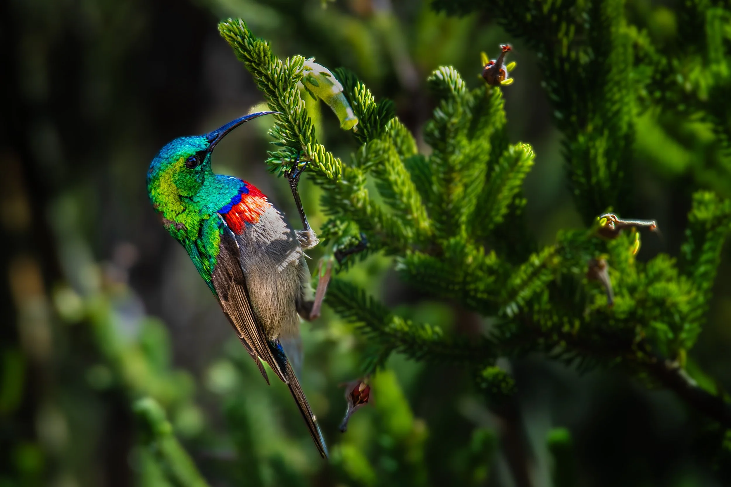 Sunbird_DSC_0920.jpg