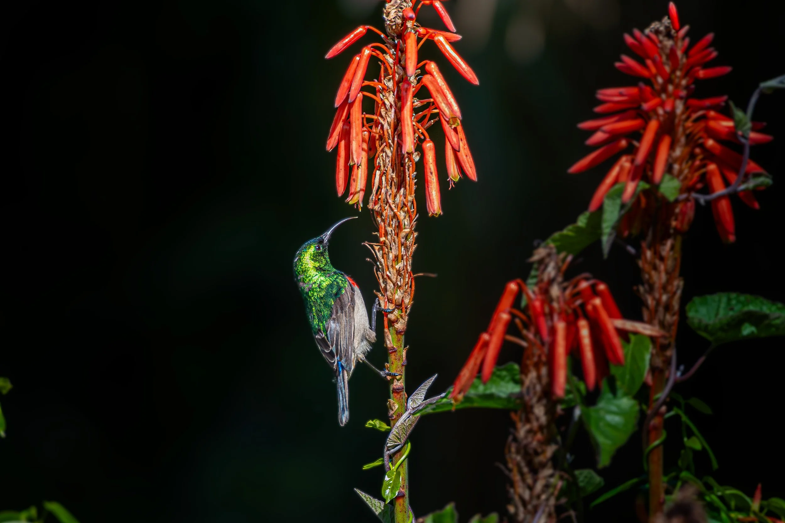 Sunbird_DSC_0859-Enhanced-NR.jpg