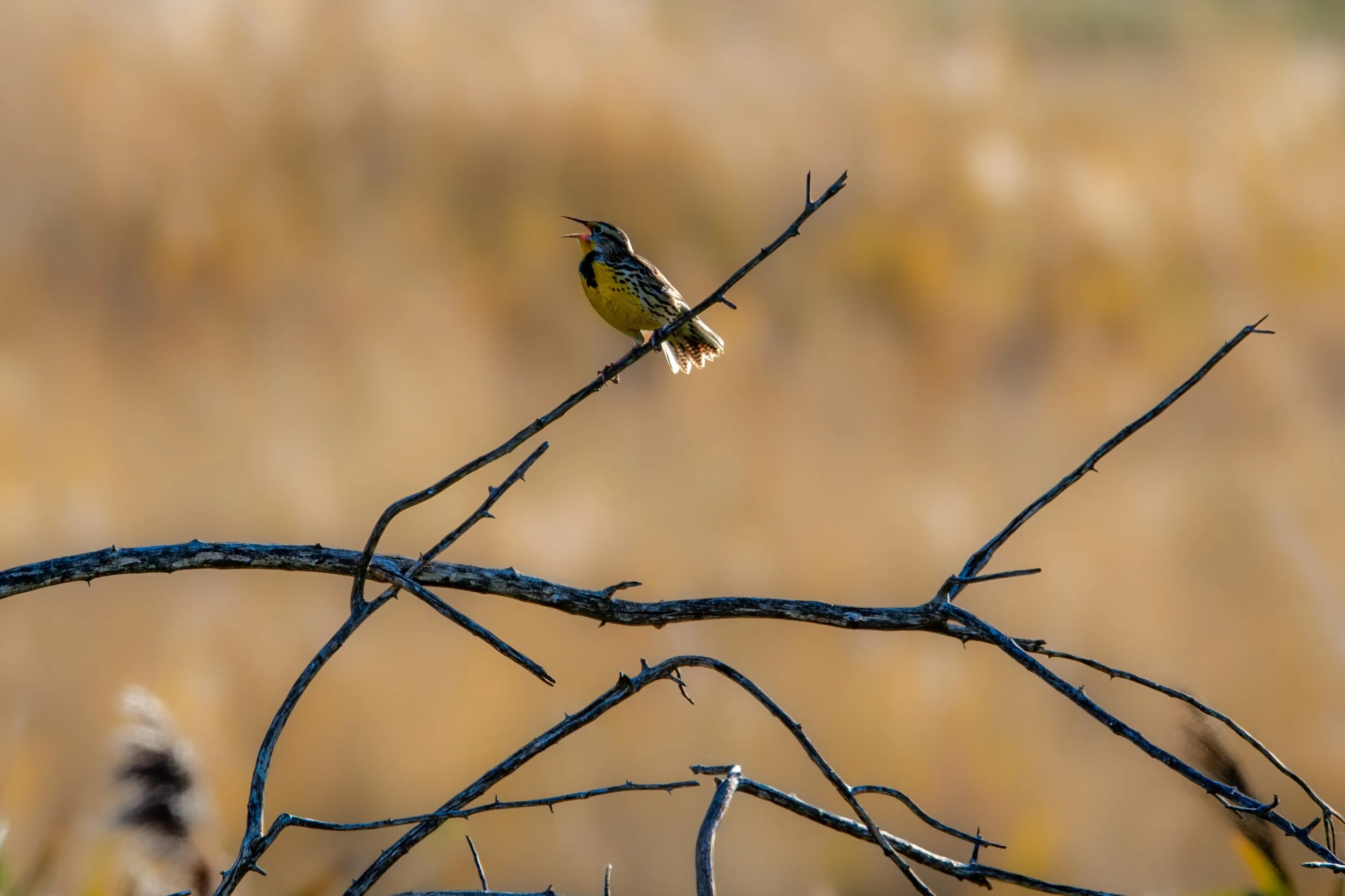 DSC_6278.jpg