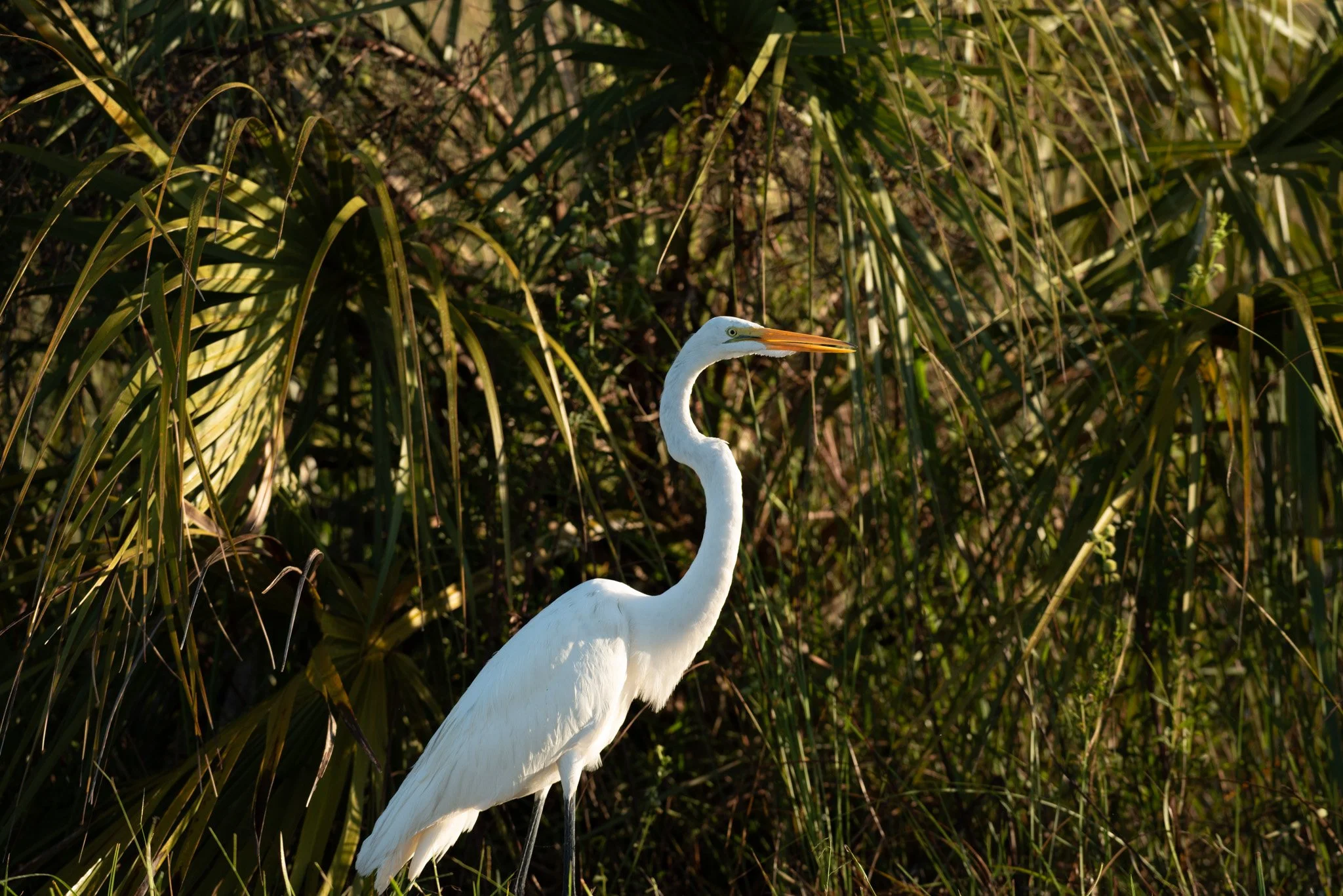 DSC_3546.jpg