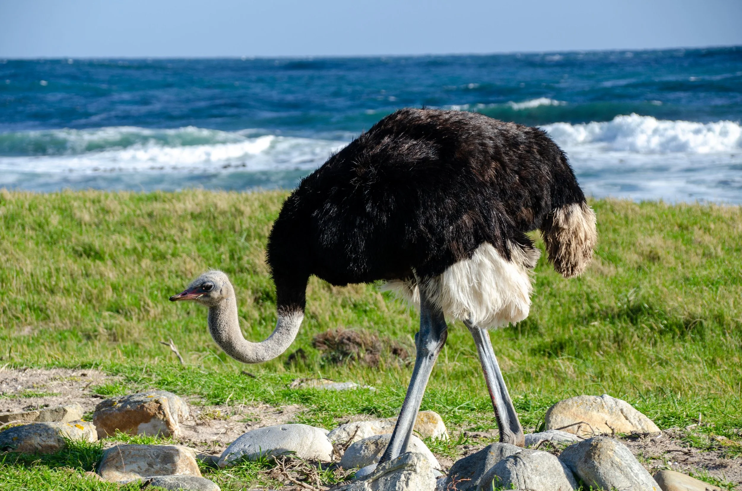 Ostrich_DSC_1373.jpg
