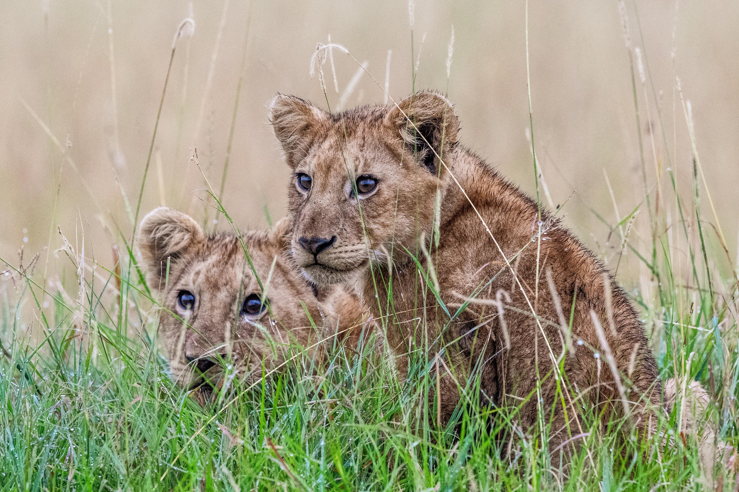 Kenya 2023: Chapter 20 – The Owino Pride