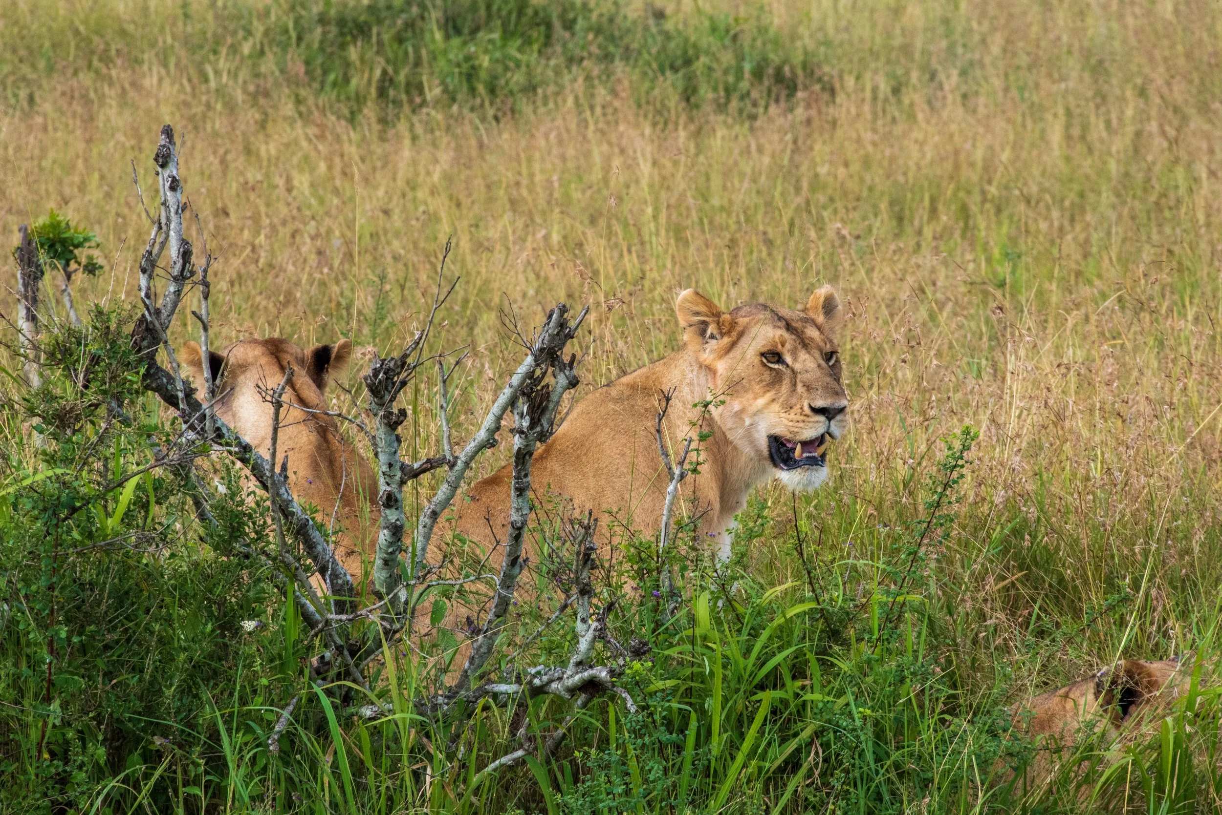 Kenya 2023: Chapter 9 – The Rongai Pride