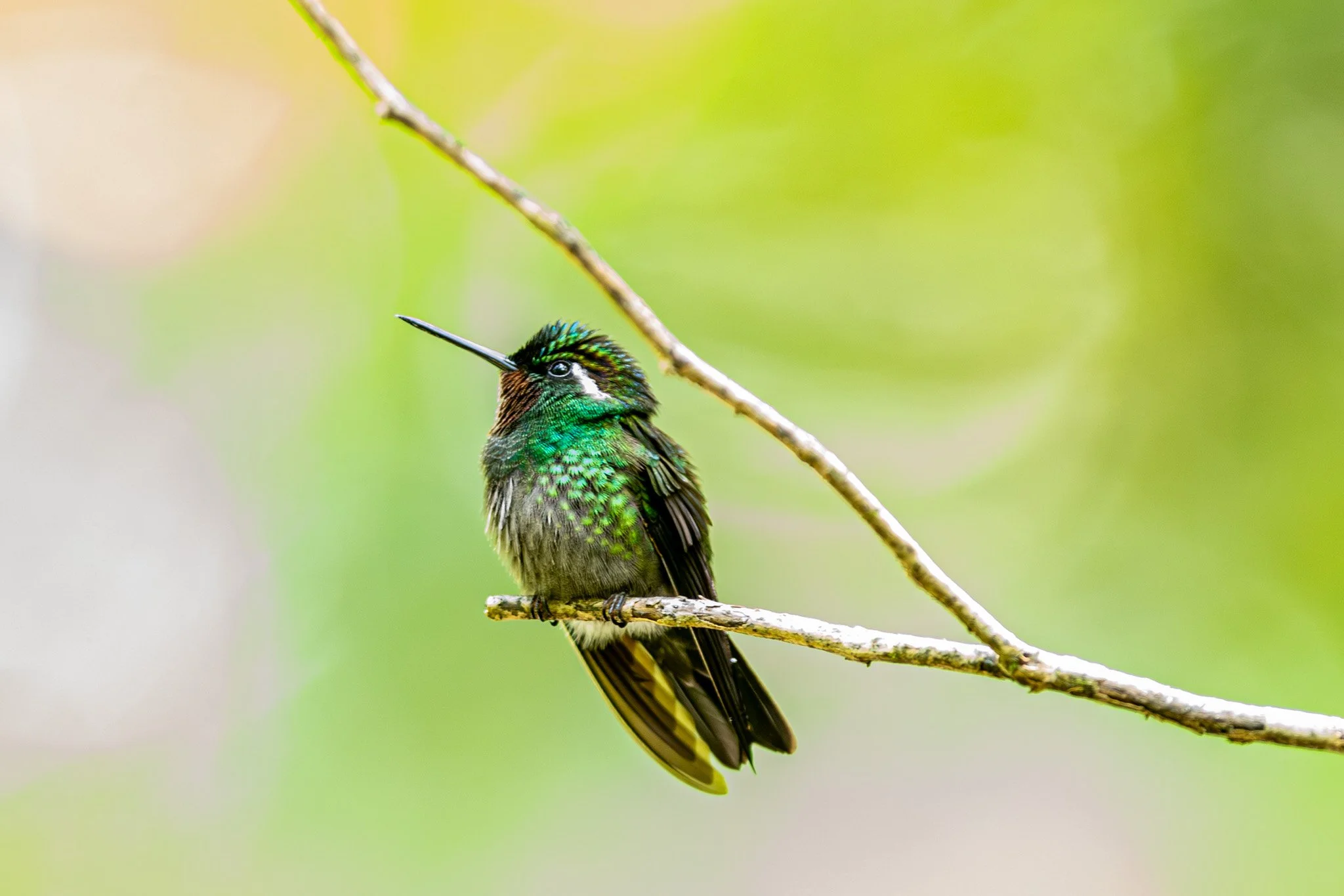 Costa Rica: Curi Cancha