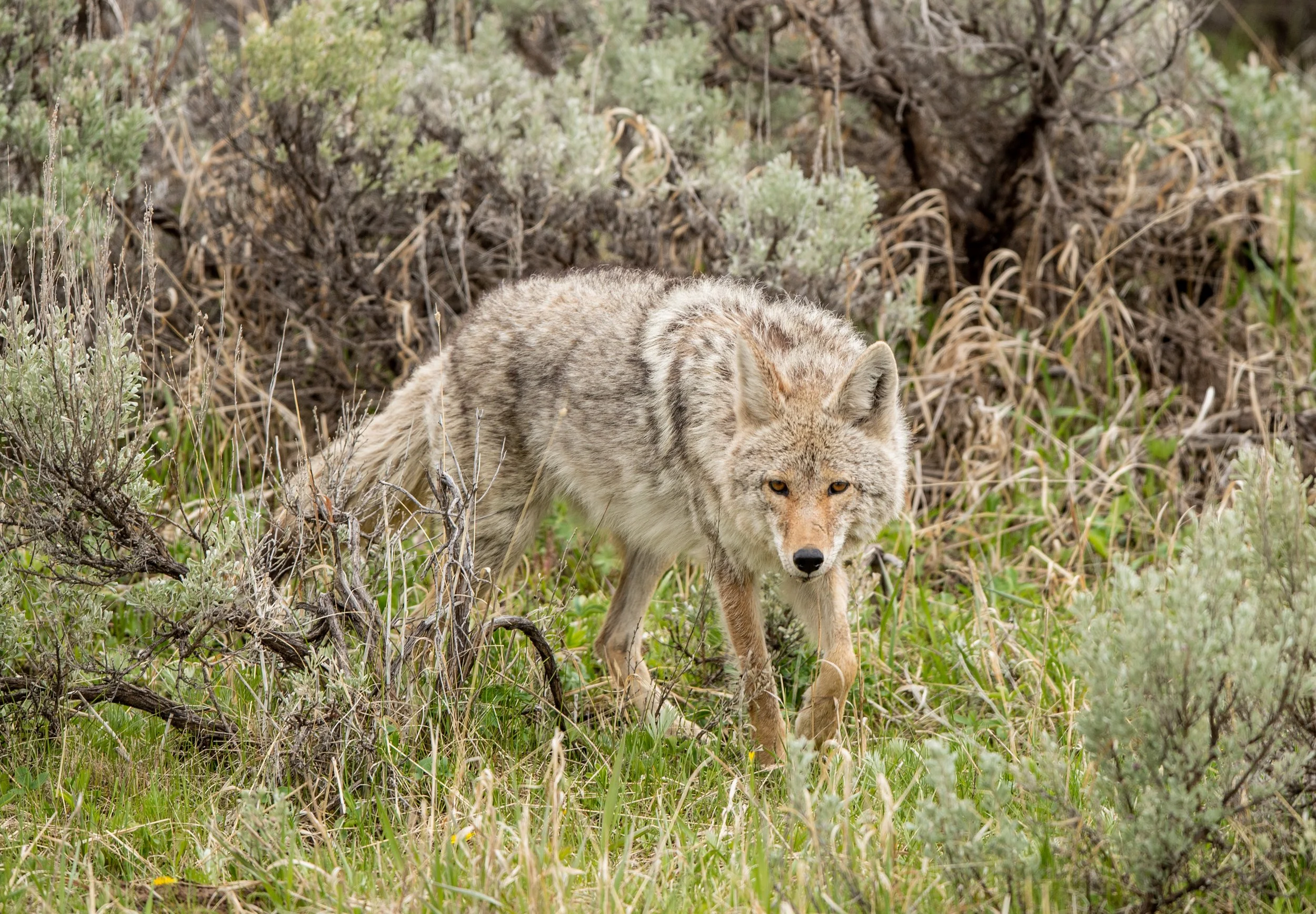 Shadows of the Sagebrush: Coyotes and Foxes of Yellowstone