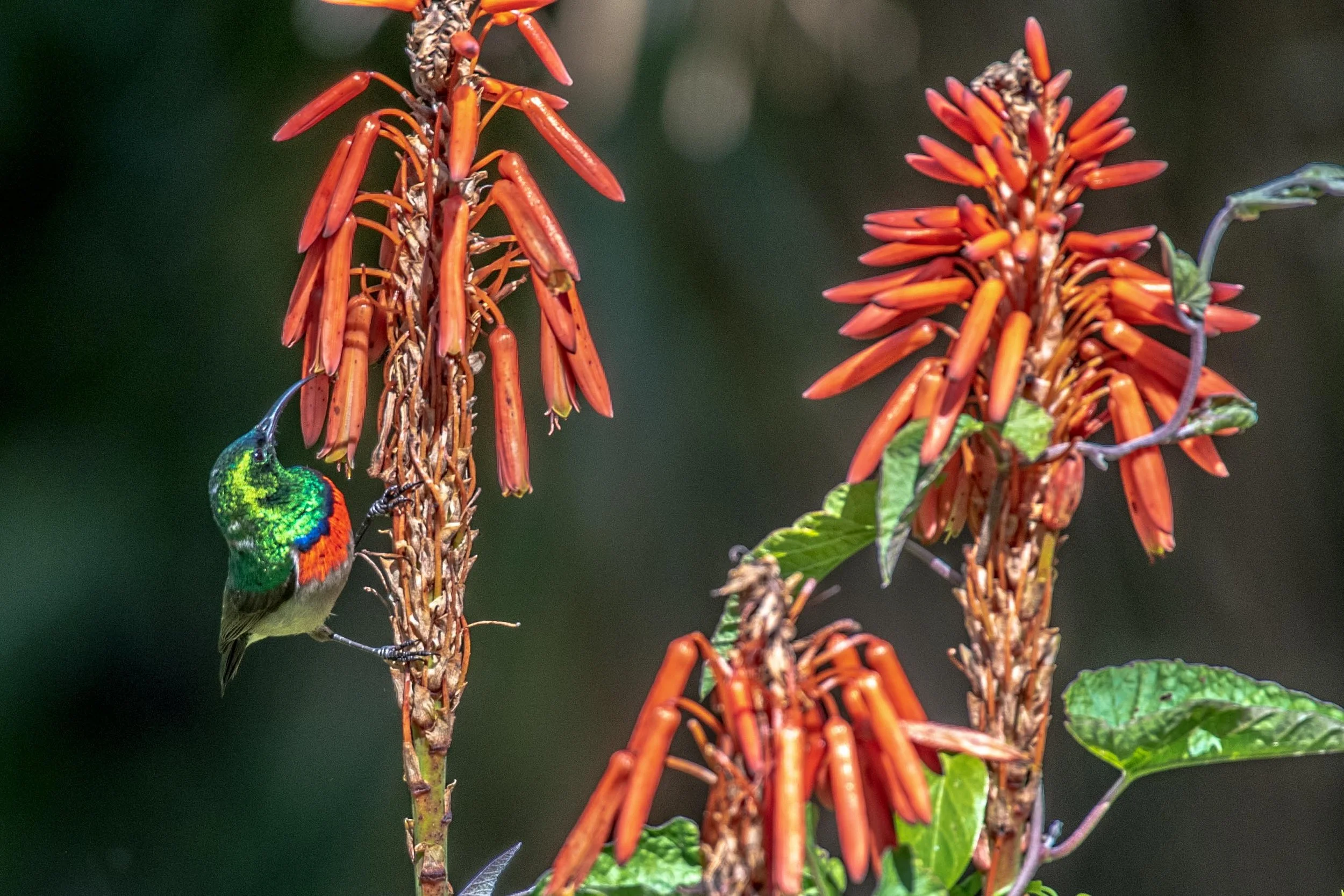Sunbird_DSC_0860.jpg