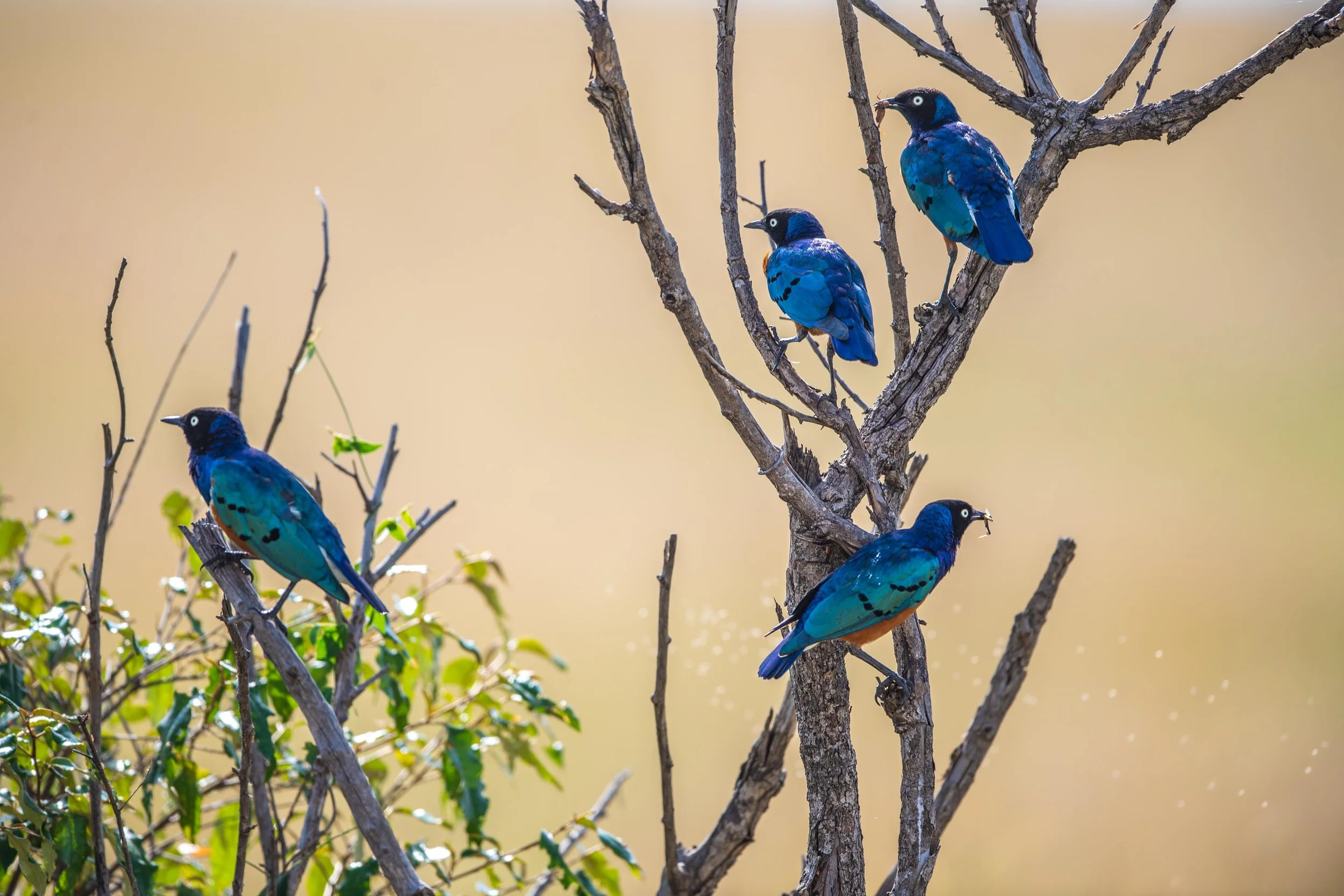 Kenya 2023: Chapter 14 – Cubs and Eagle