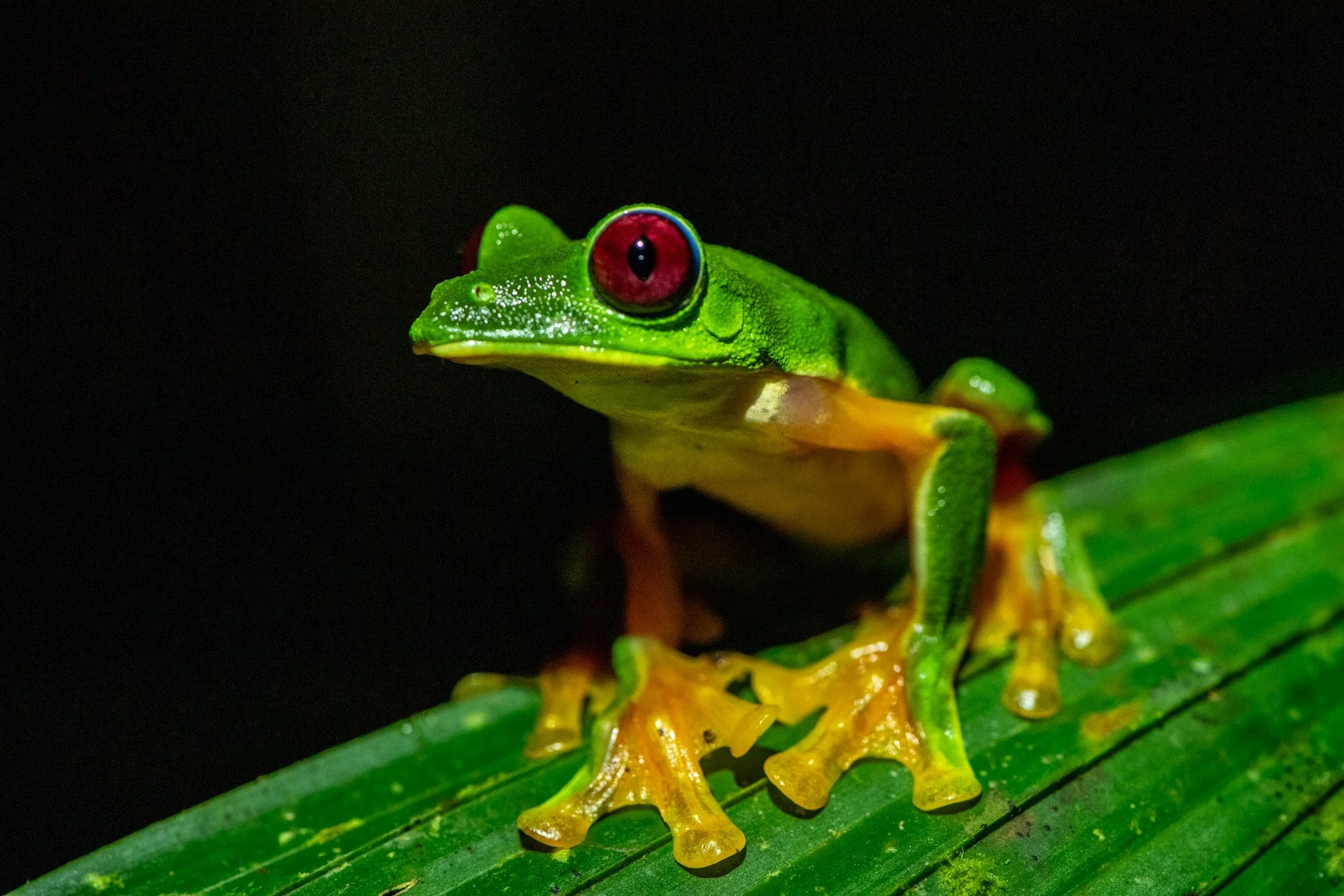 Costa Rica: Rio Tigre de noche