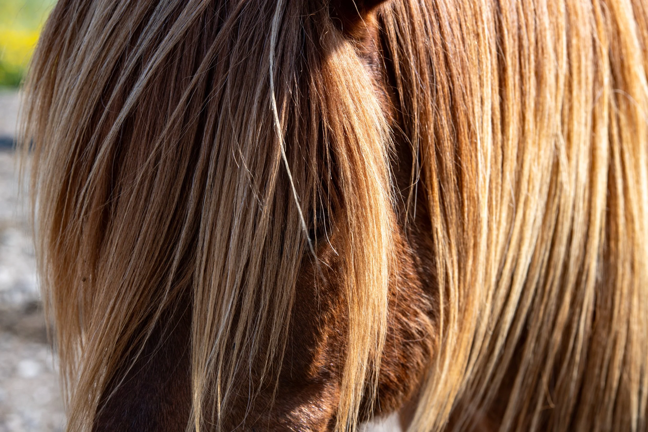 Iceland: Snæfellsness Peninsula and Return